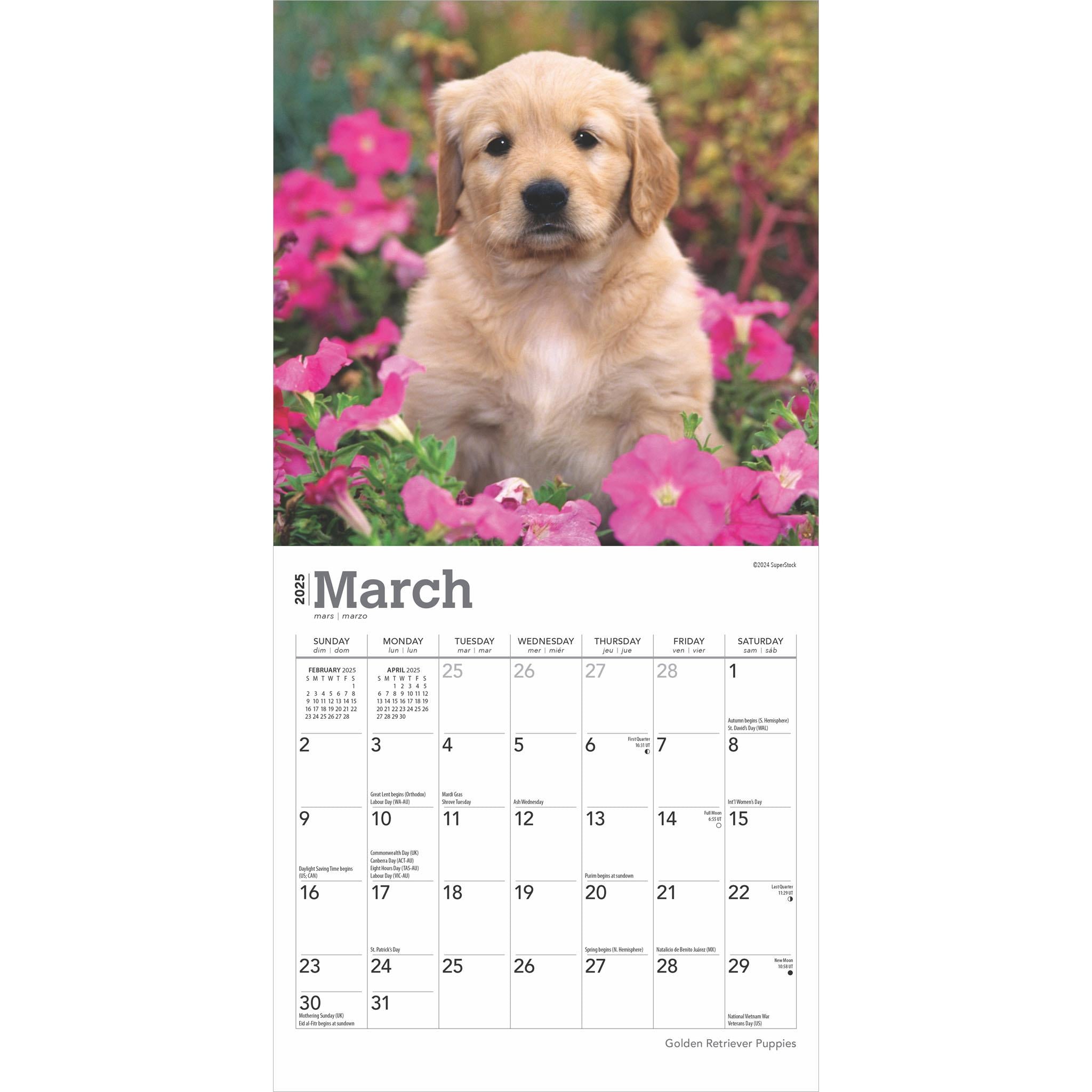 Golden Retriever Puppies Mini 2025 Calendar