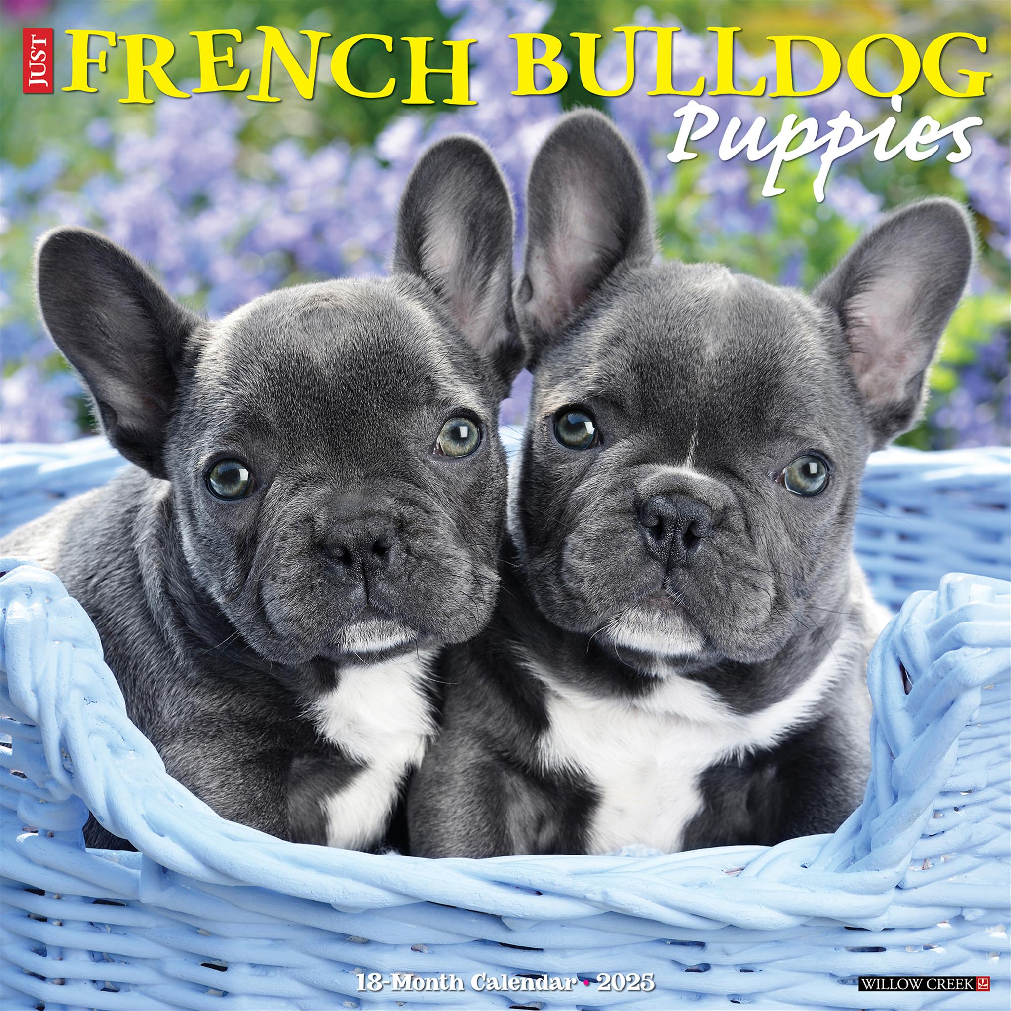 Just French Bulldog Puppies Wall 2025 Calendar