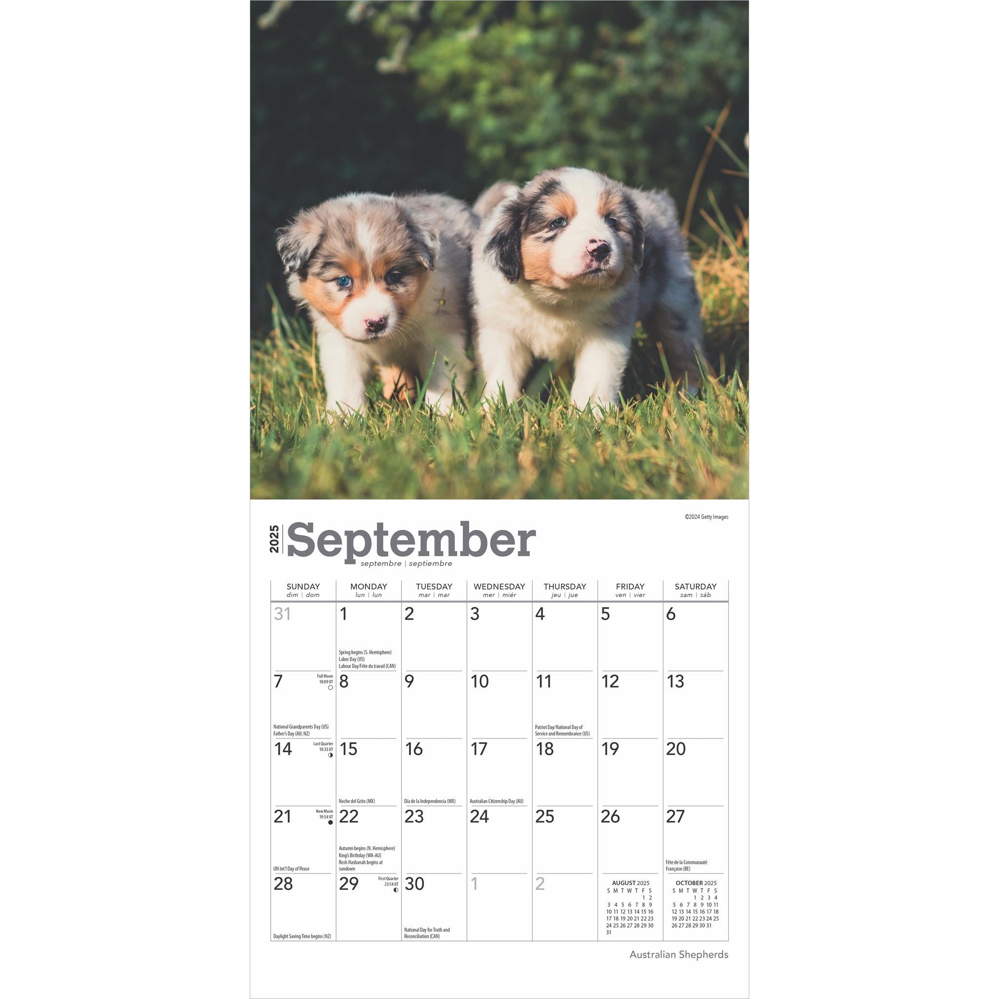 Australian Shepherds Mini 2025 Calendar - Online Exclusive