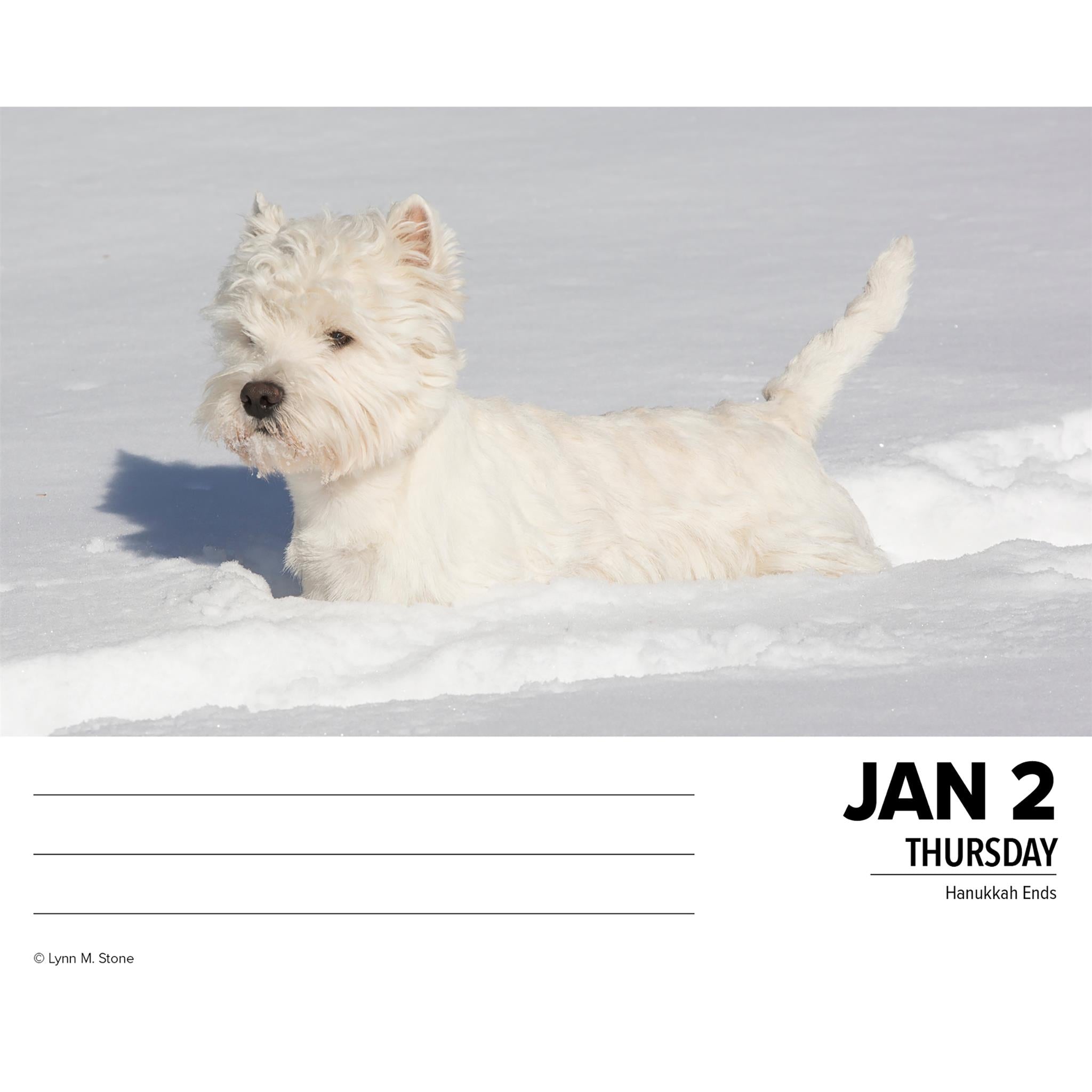 Just Westies Box 2025 Calendar - Online Exclusive