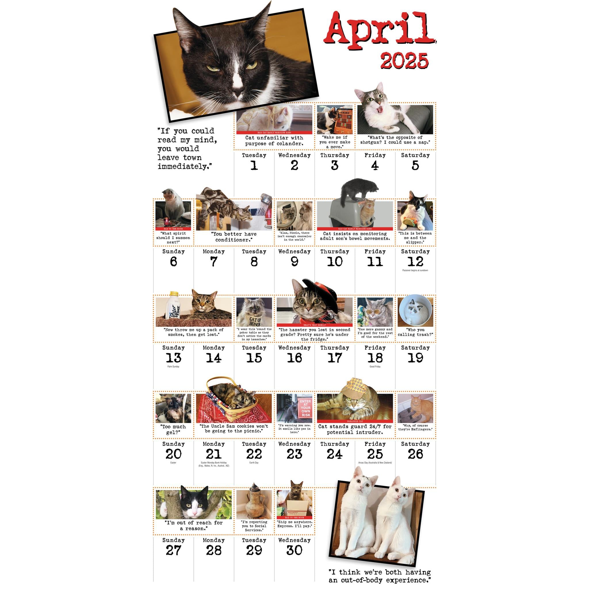 Bad Cat Wall 2025 Calendar - Online Exclusive