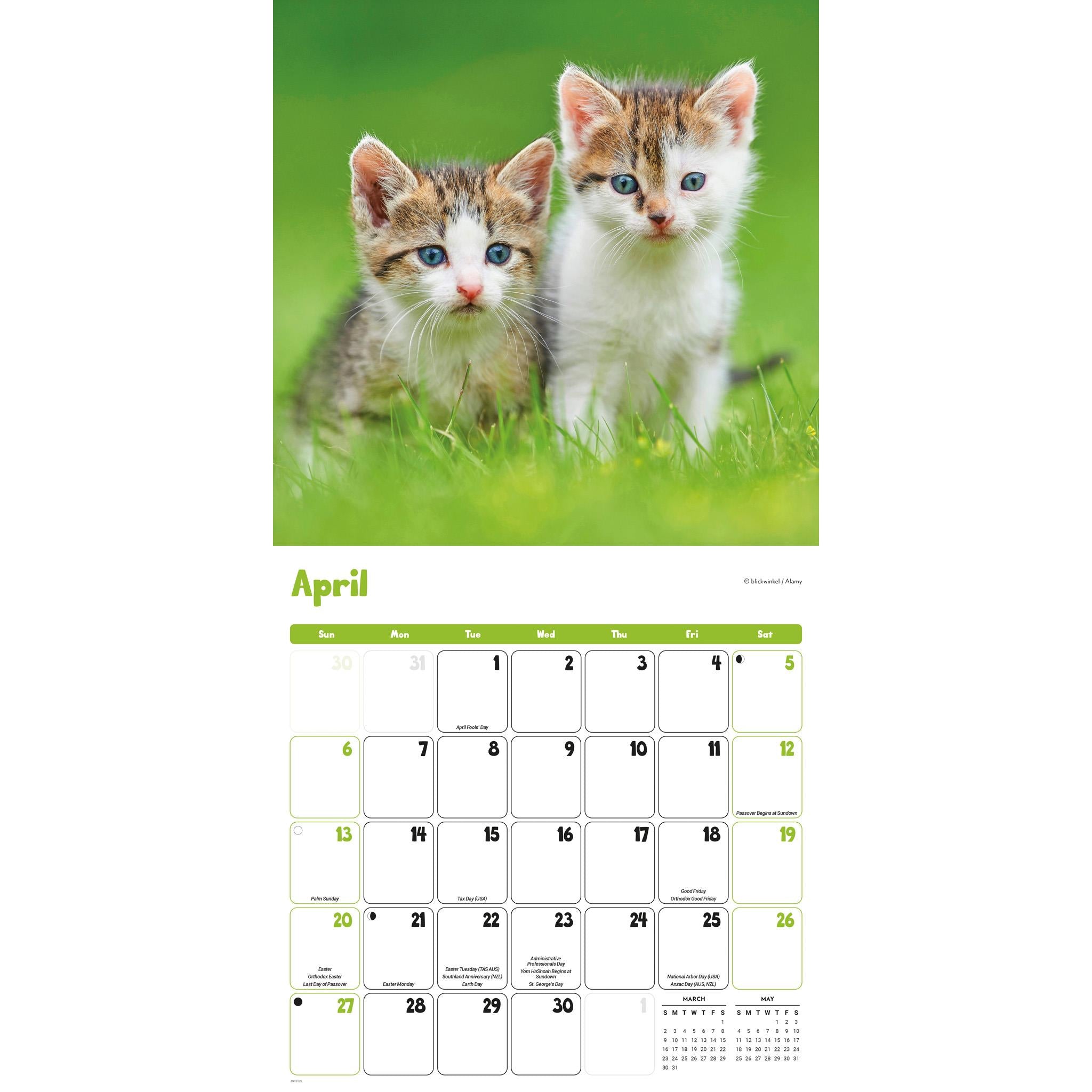 Curious Kittens Wall 2025 Calendar