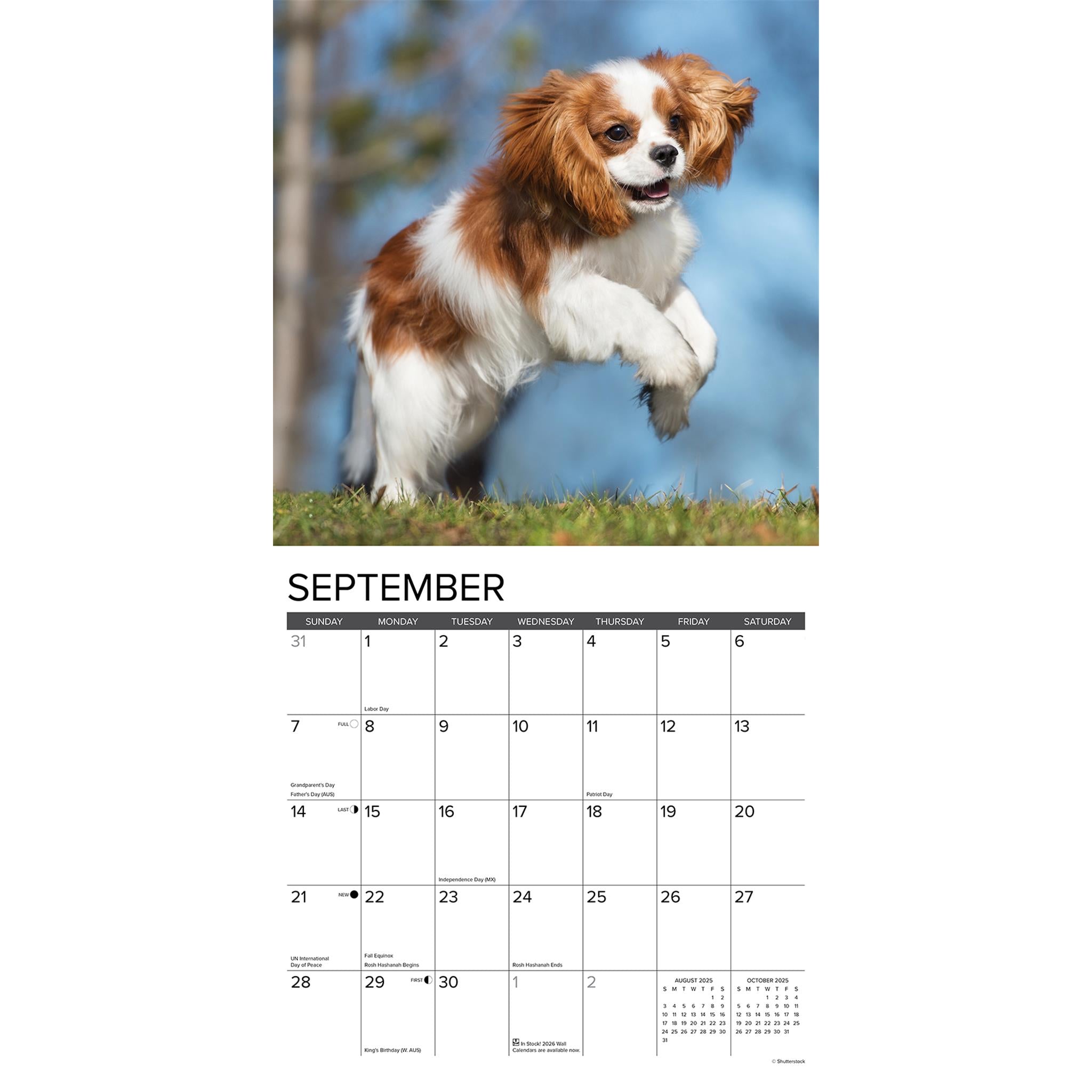 Just Cavalier King Charles Spaniel Puppies Wall 2025 Calendar - Online Exclusive