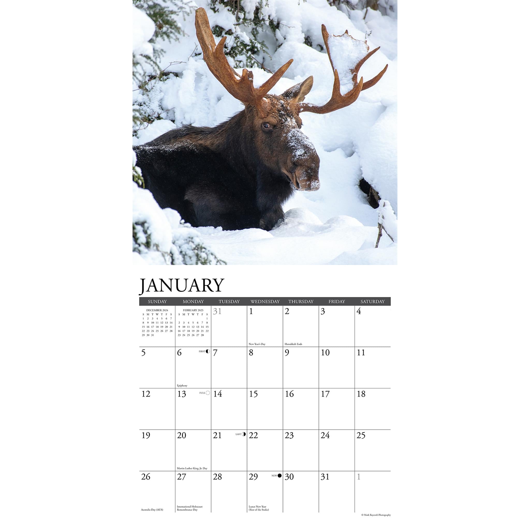 Moose Wall 2025 Calendar - Online Exclusive