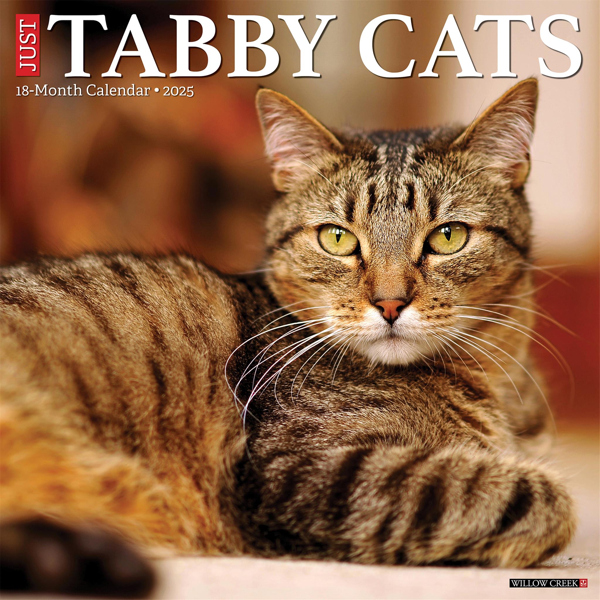 Just Tabby Cats Wall 2025 Calendar - Online Exclusive