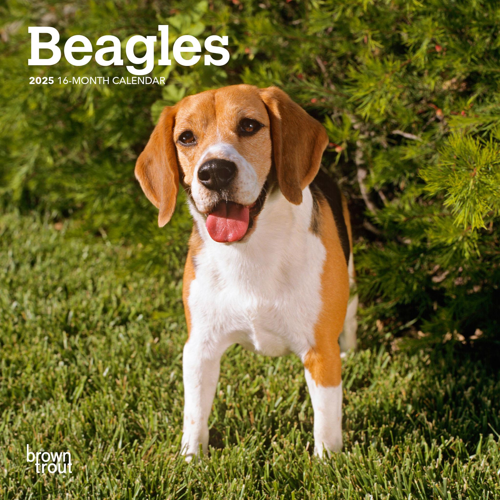 Beagles Mini 2025 Calendar