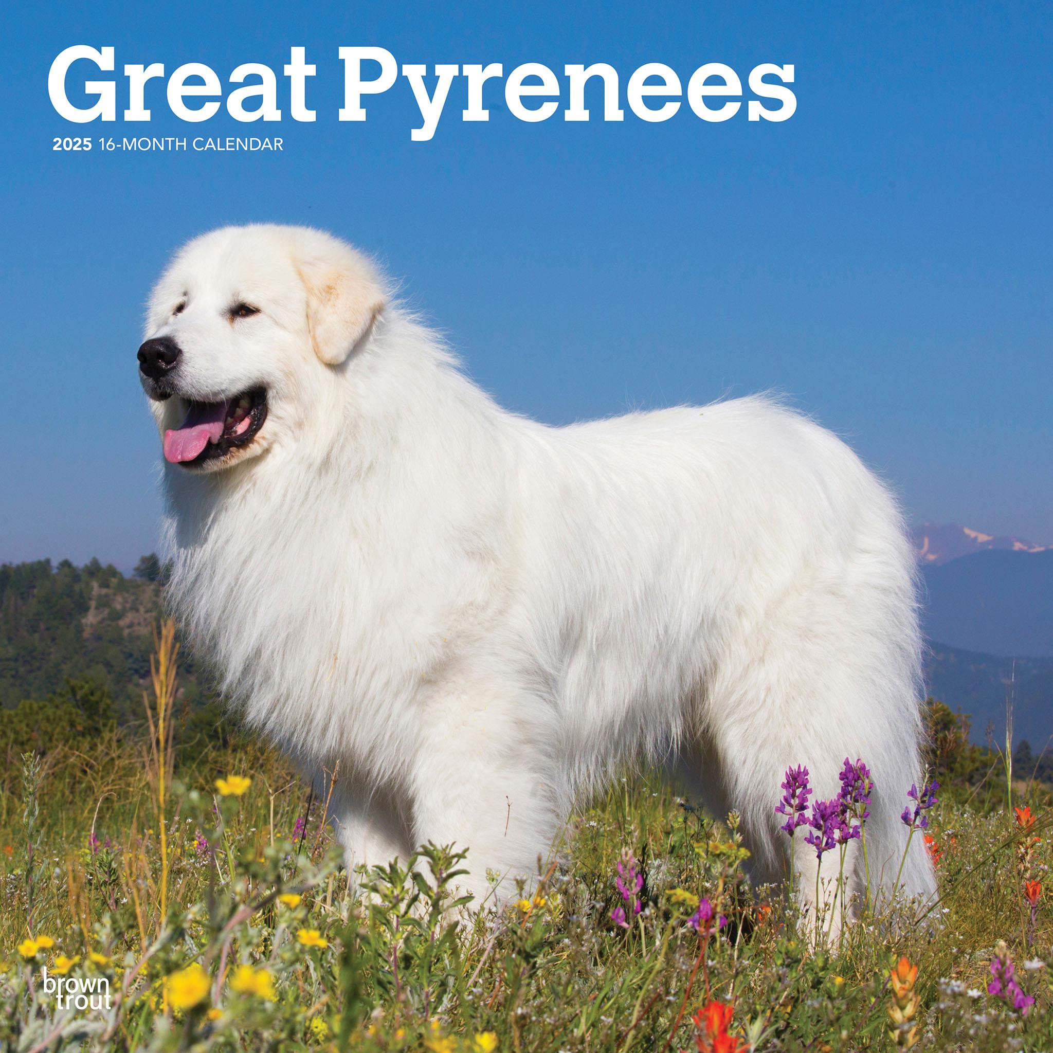 Great Pyrenees Wall 2025 Calendar