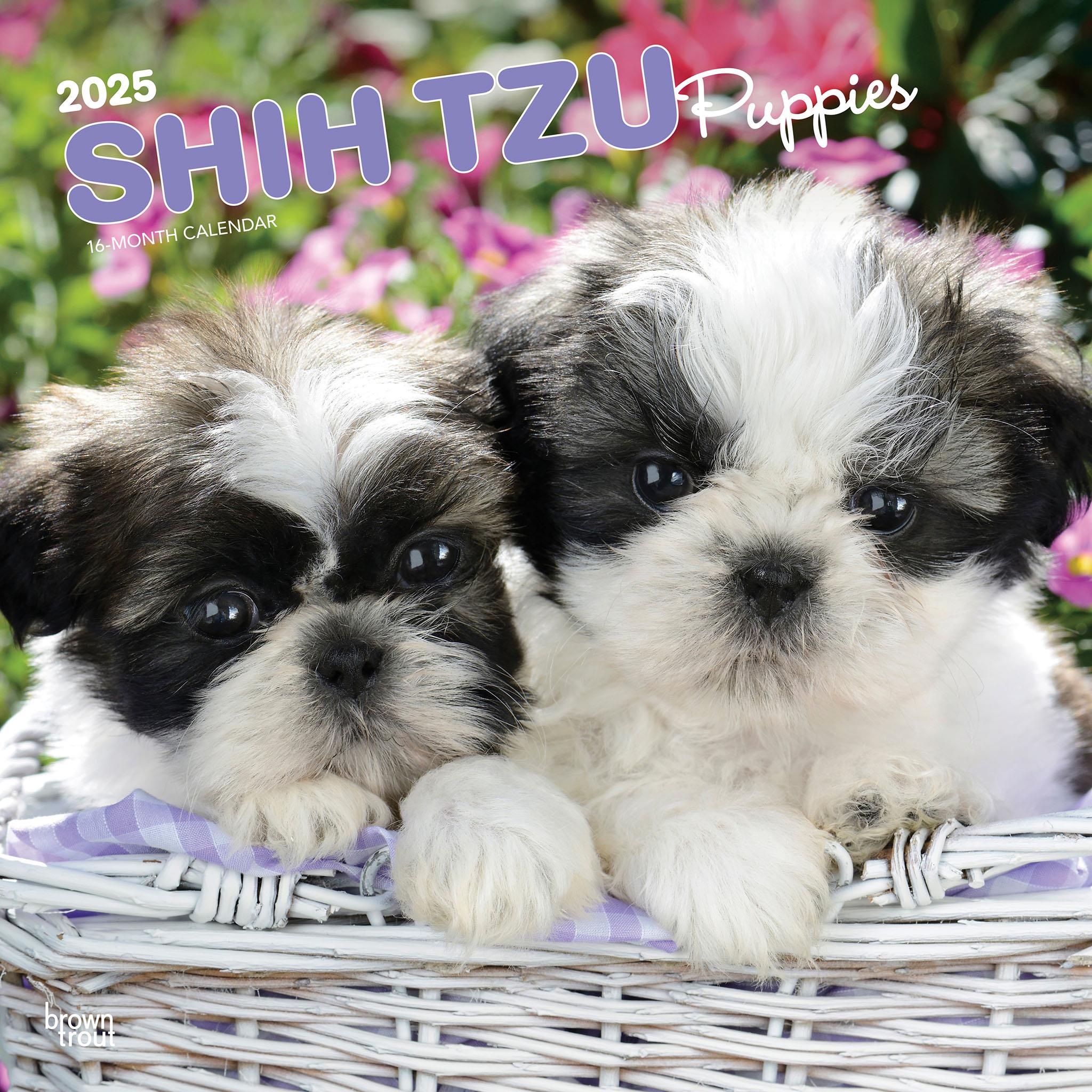 Shih Tzu Puppies Wall 2025 Calendar