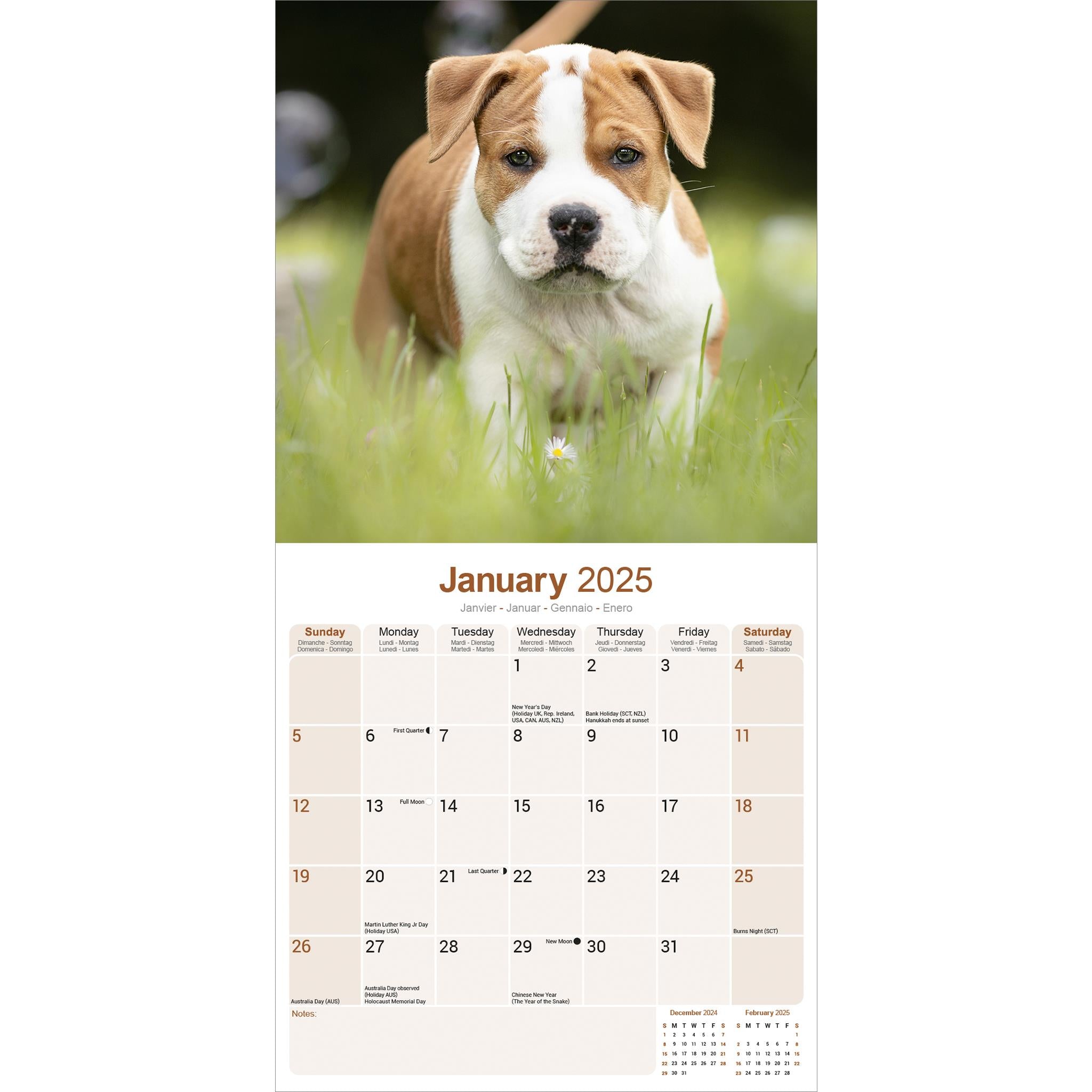 American Staffordshire Terrier Wall 2025 Calendar - Online Exclusive