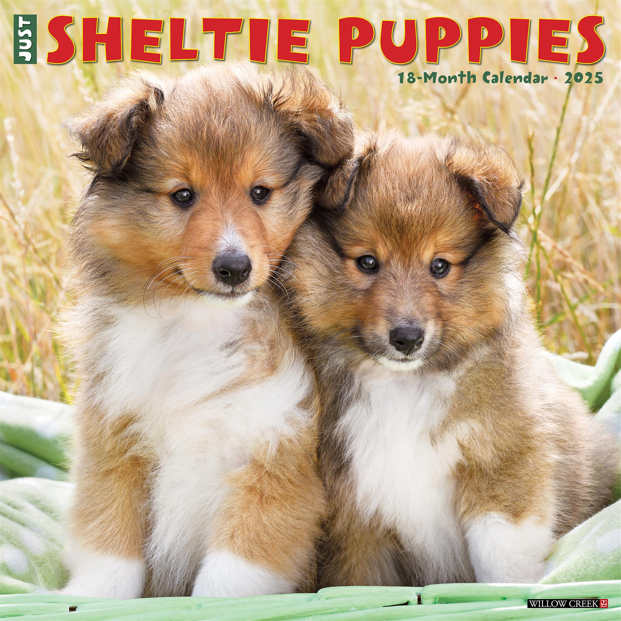 Just Sheltie Puppies Wall 2025 Calendar