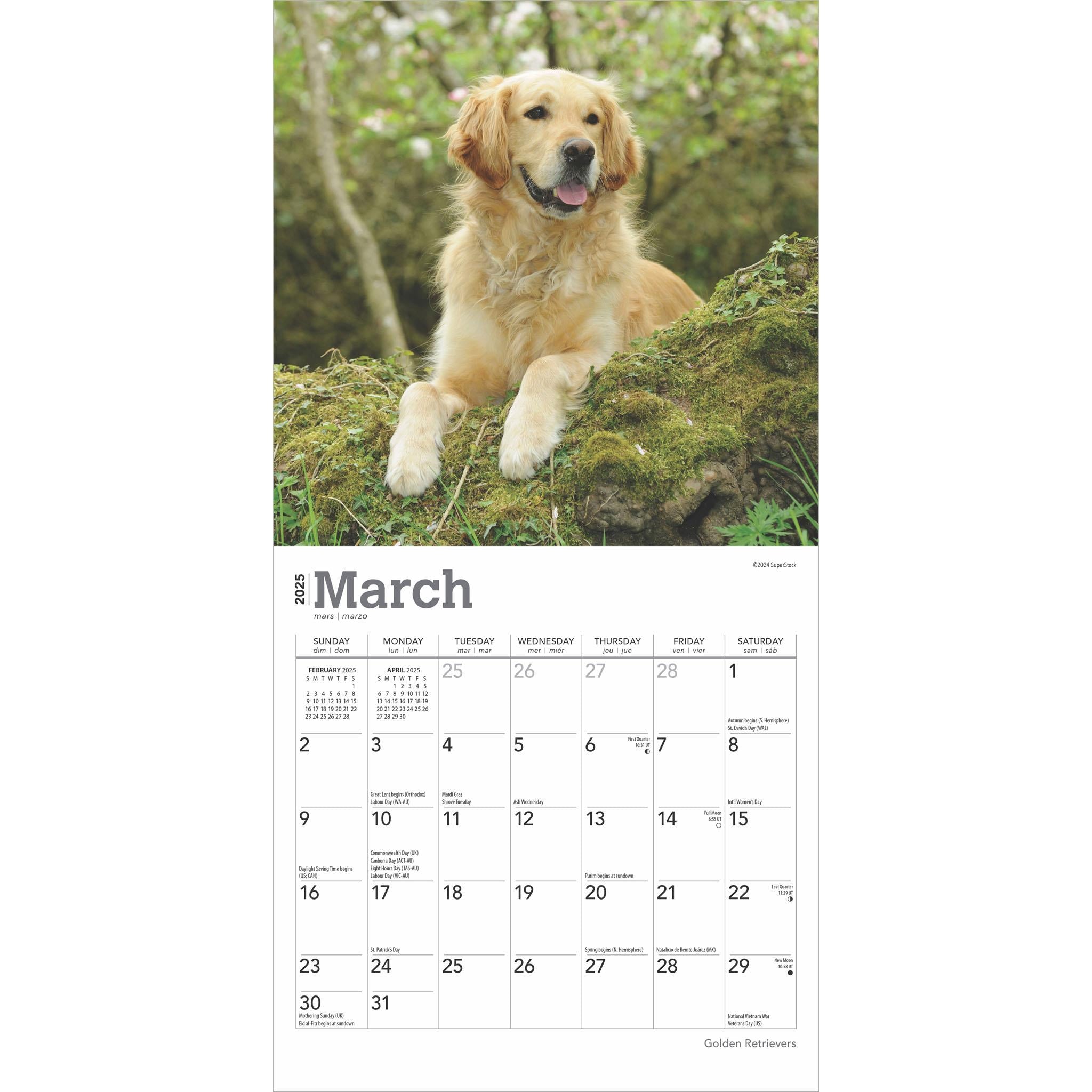 Golden Retrievers Mini 2025 Calendar - Online Exclusive