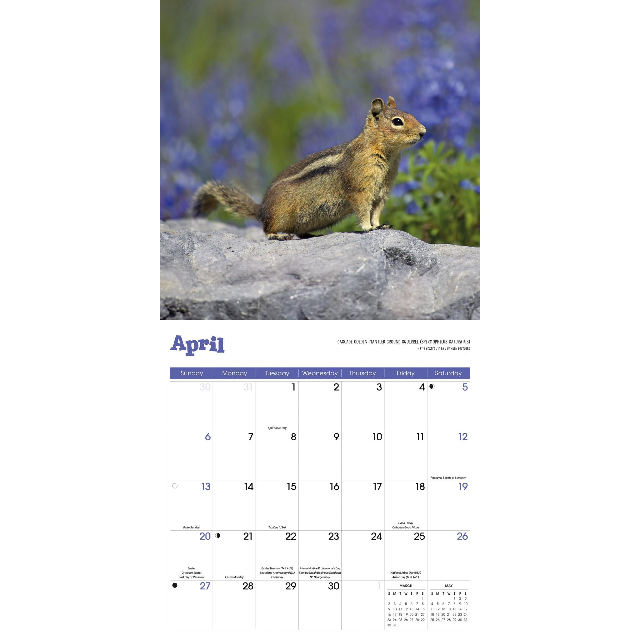 Squirrels Wall 2025 Calendar