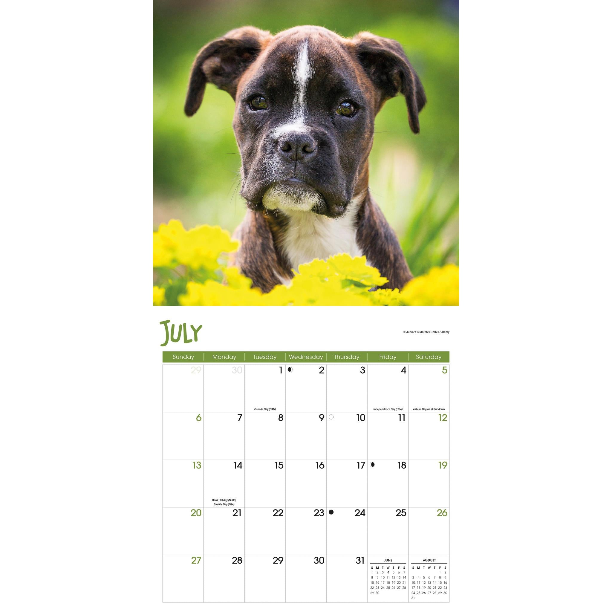 Puppies Wall 2025 Calendar