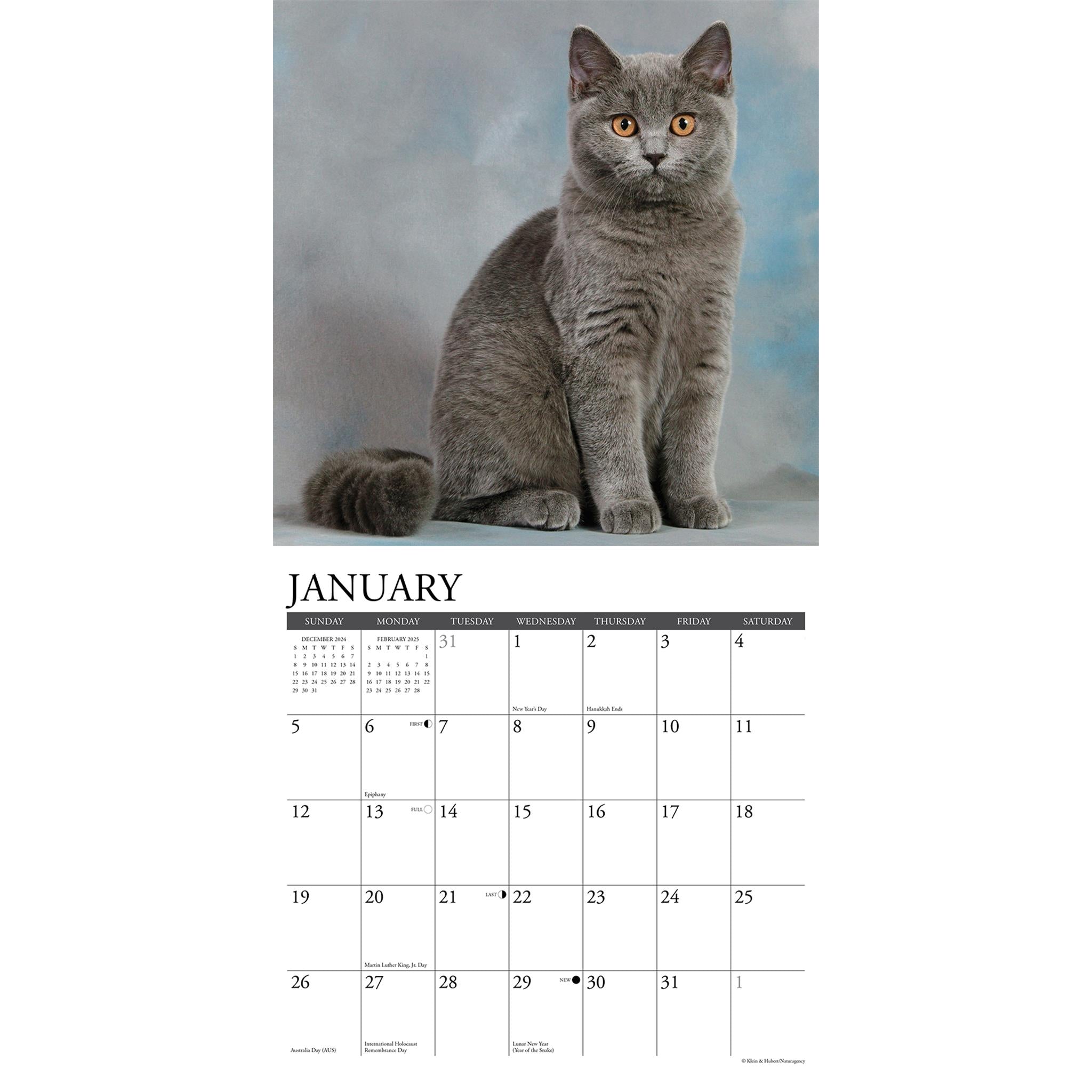 Just British Shorthair Cats Wall 2025 Calendar - Online Exclusive