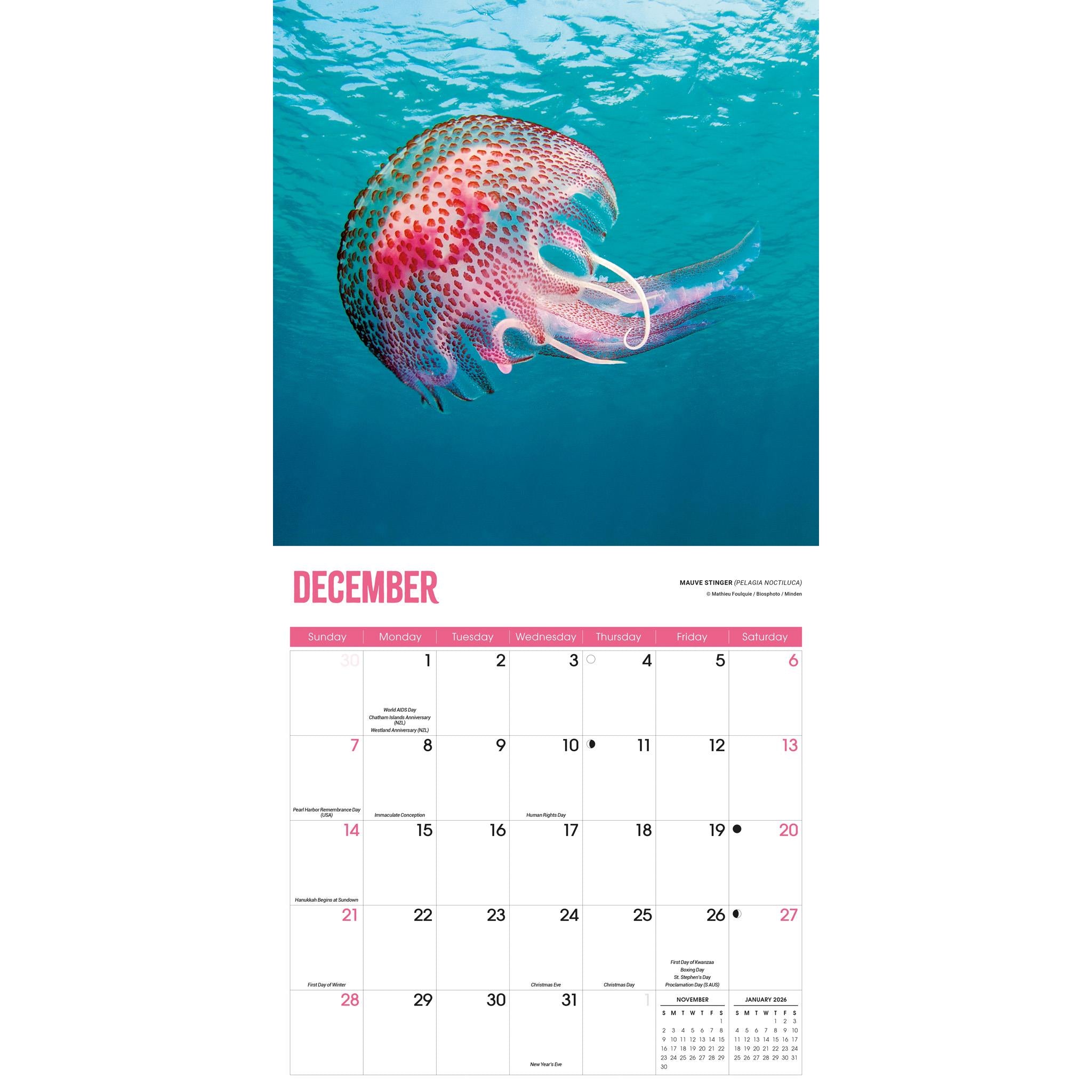 Jellyfish Wall 2025 Calendar