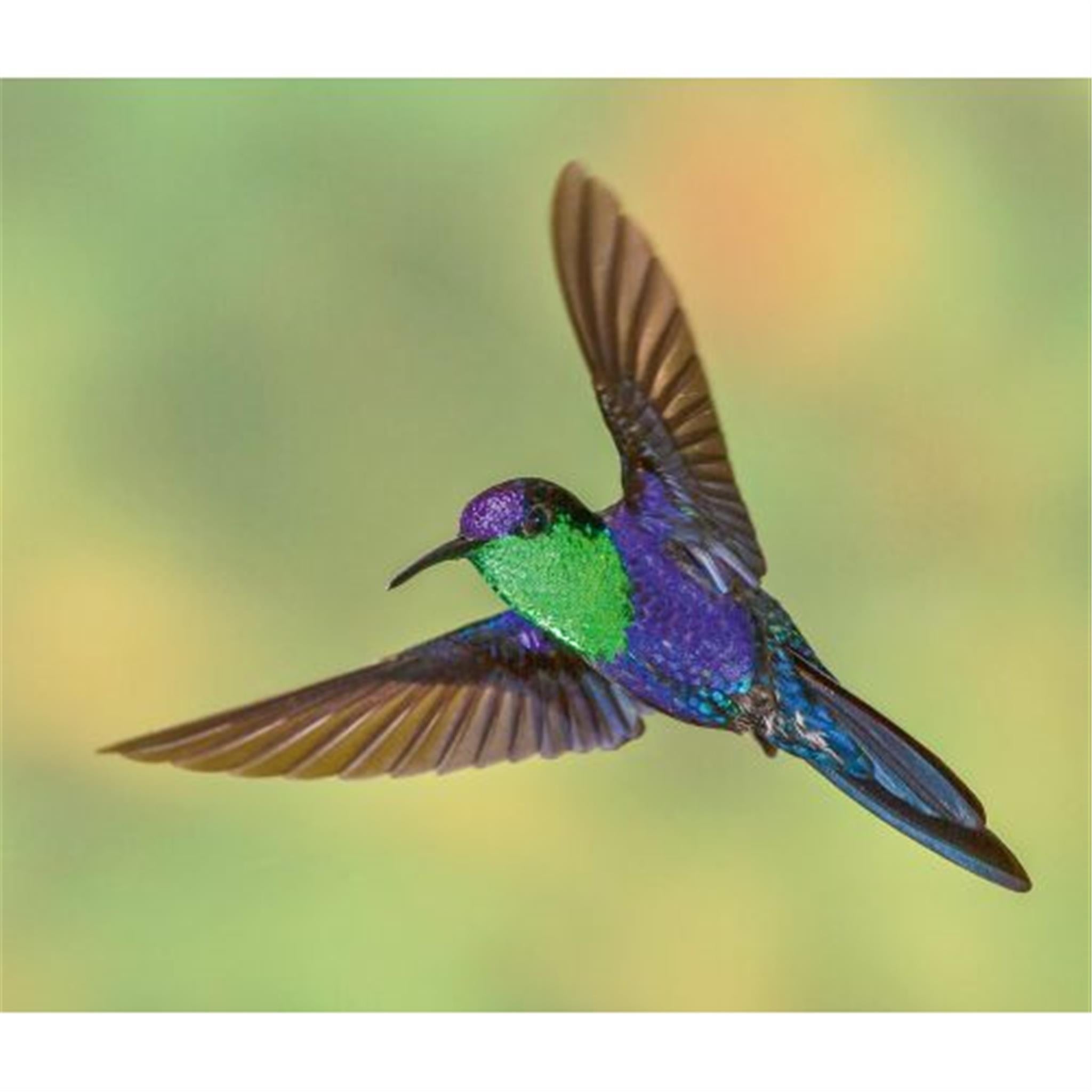 Hummingbirds World Wildlife Fund Wall 2025 Calendar