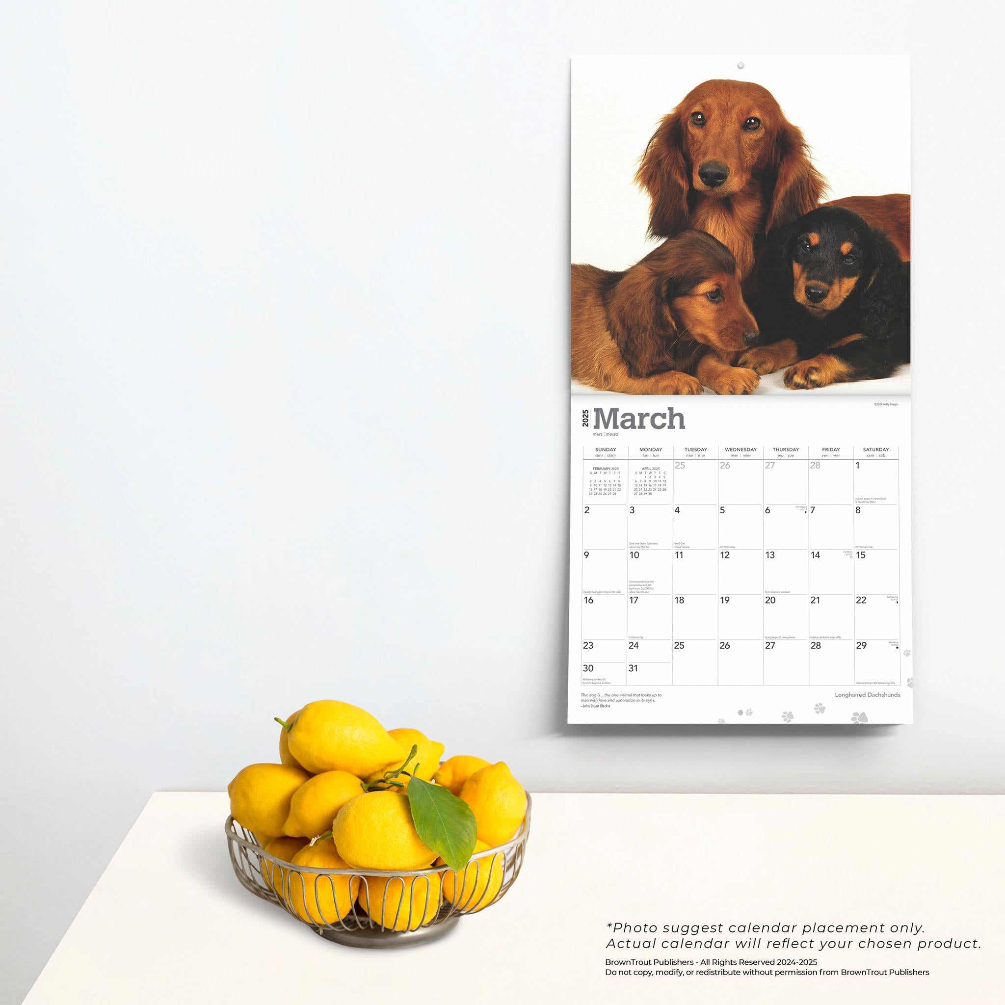 Dachshunds Longhaired Wall 2025 Calendar - Online Exclusive