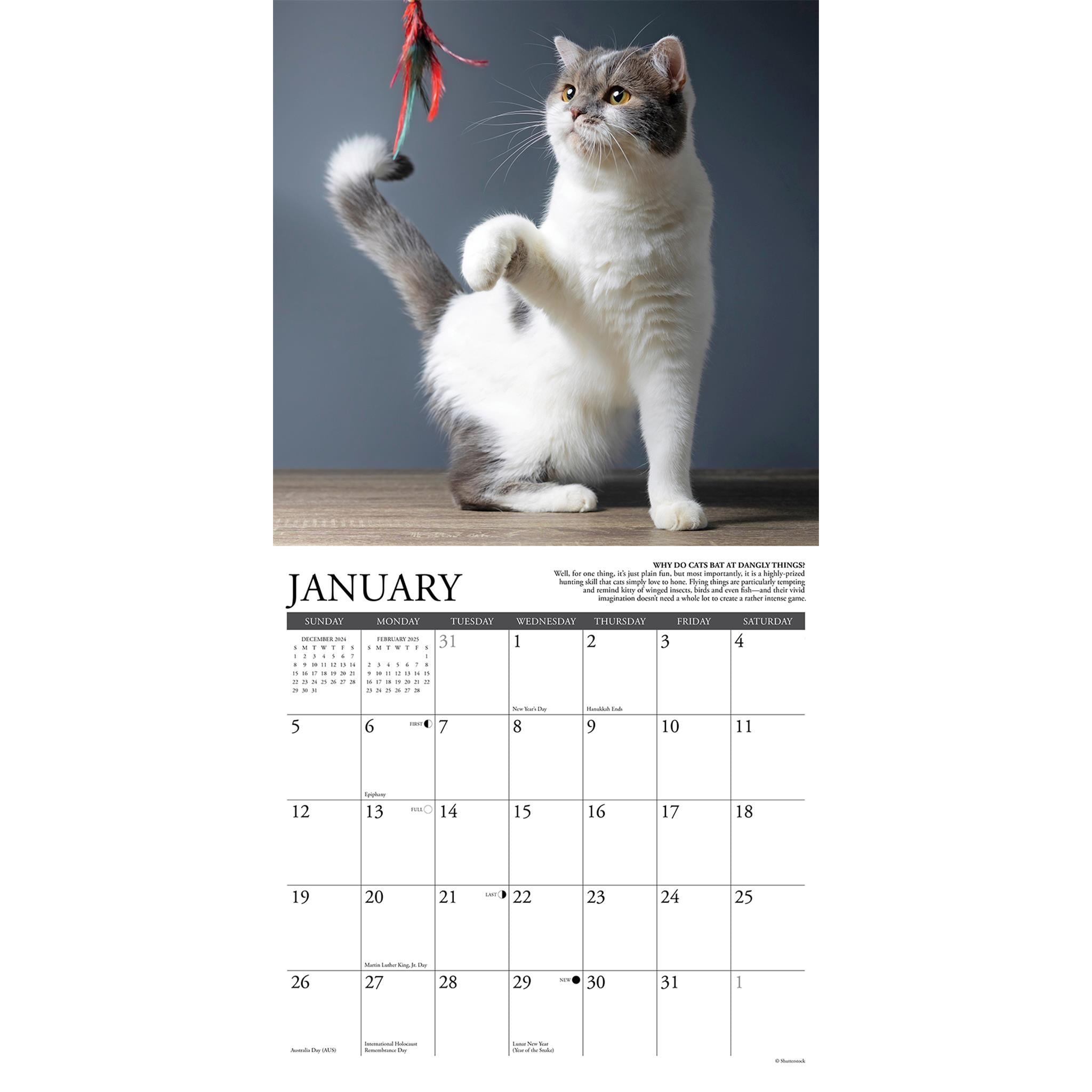 Why Cats Do That Wall 2025 Calendar