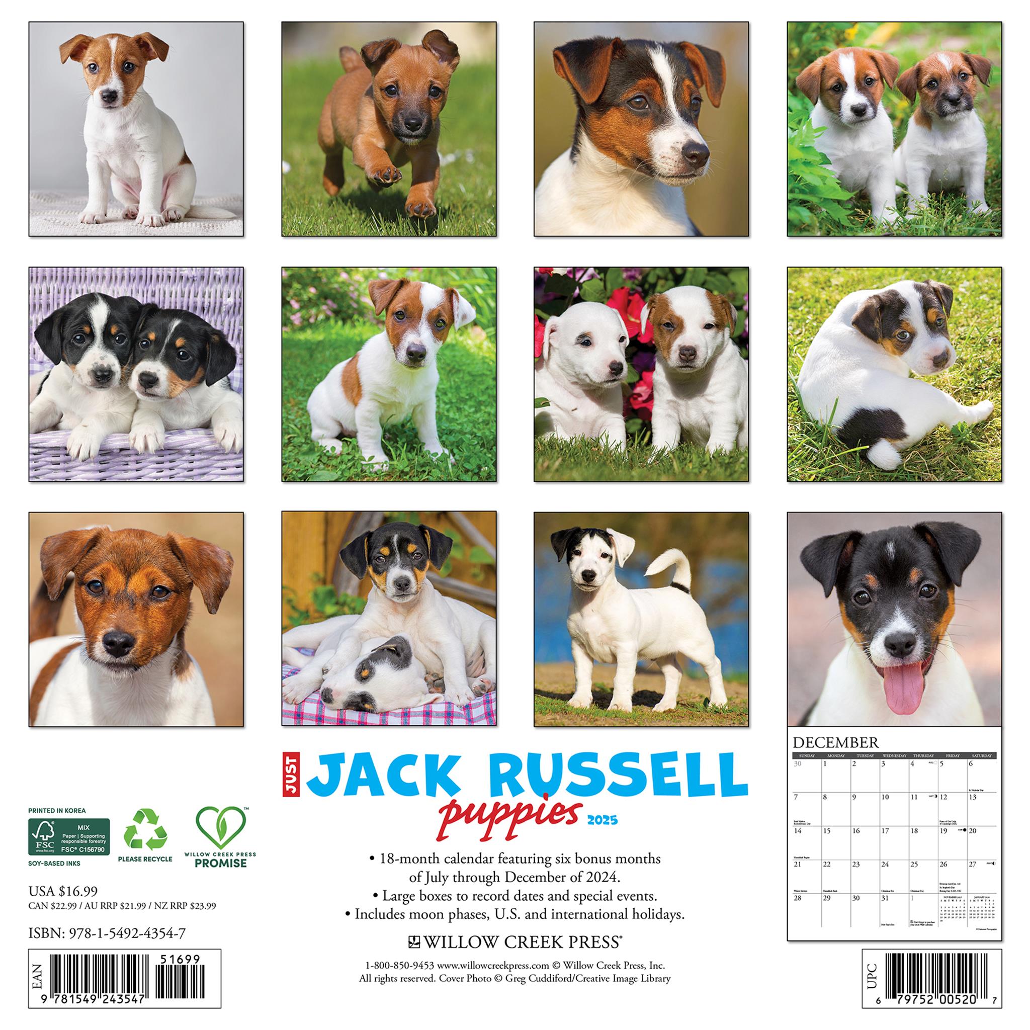 Just Jack Russell Puppies Wall 2025 Calendar - Online Exclusive