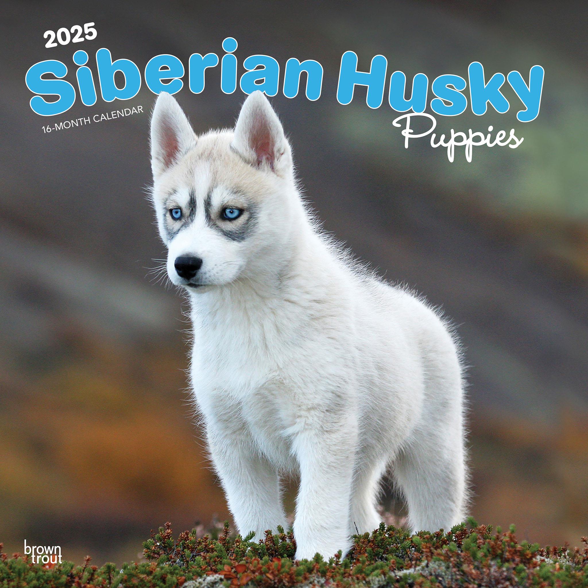 Siberian Husky Puppies Wall 2025 Calendar