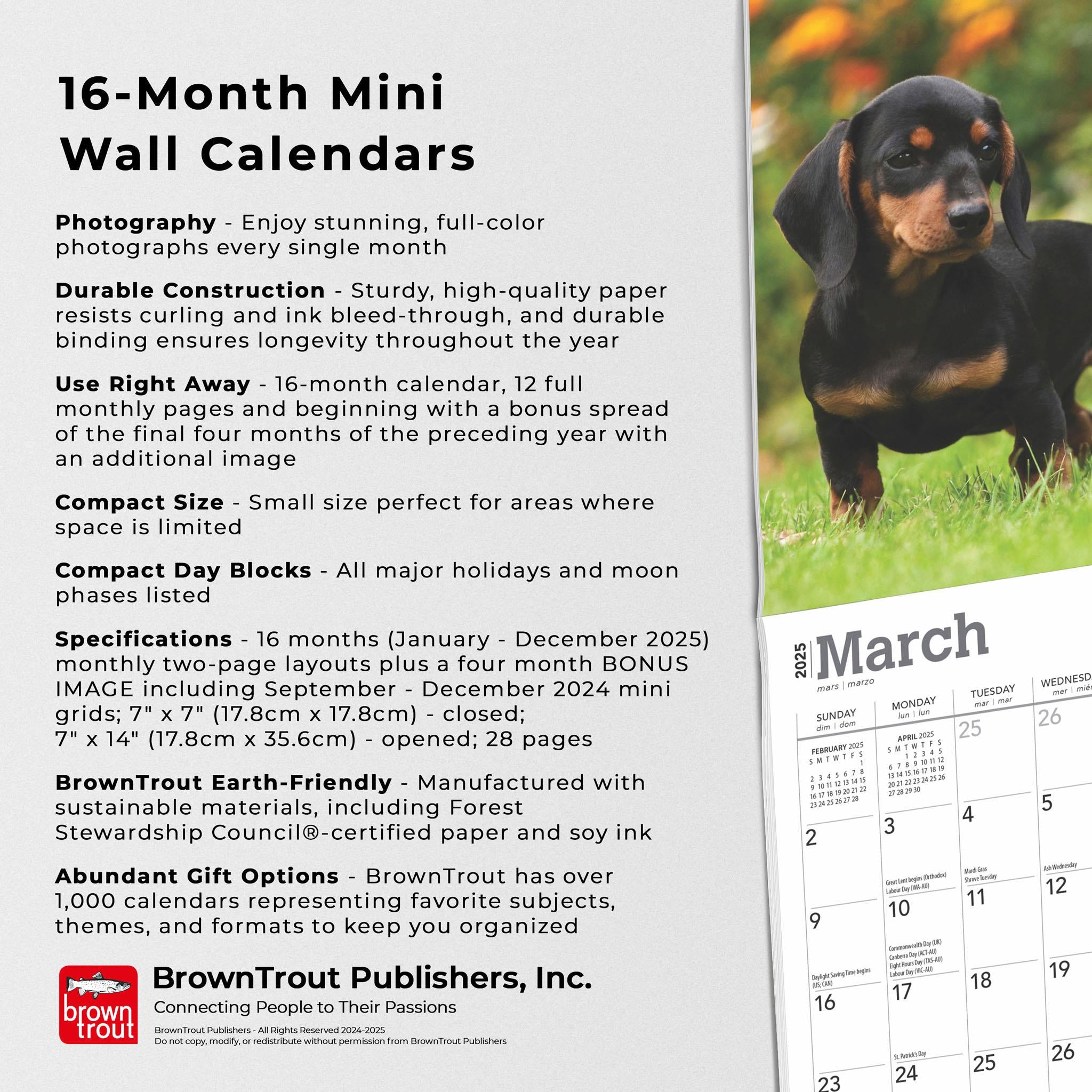 Dachshunds Mini 2025 Calendar - Online Exclusive