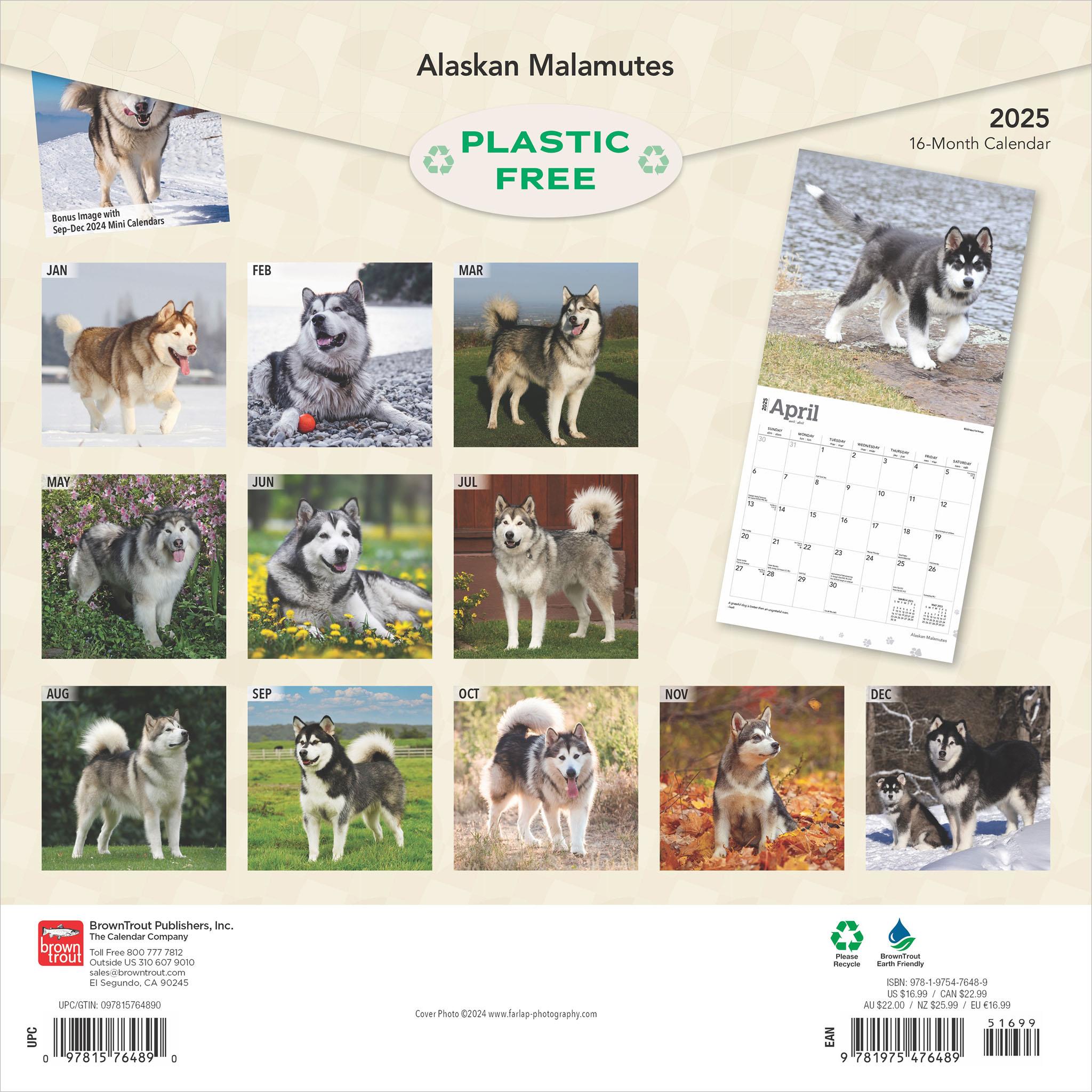 Alaskan Malamutes Wall 2025 Calendar