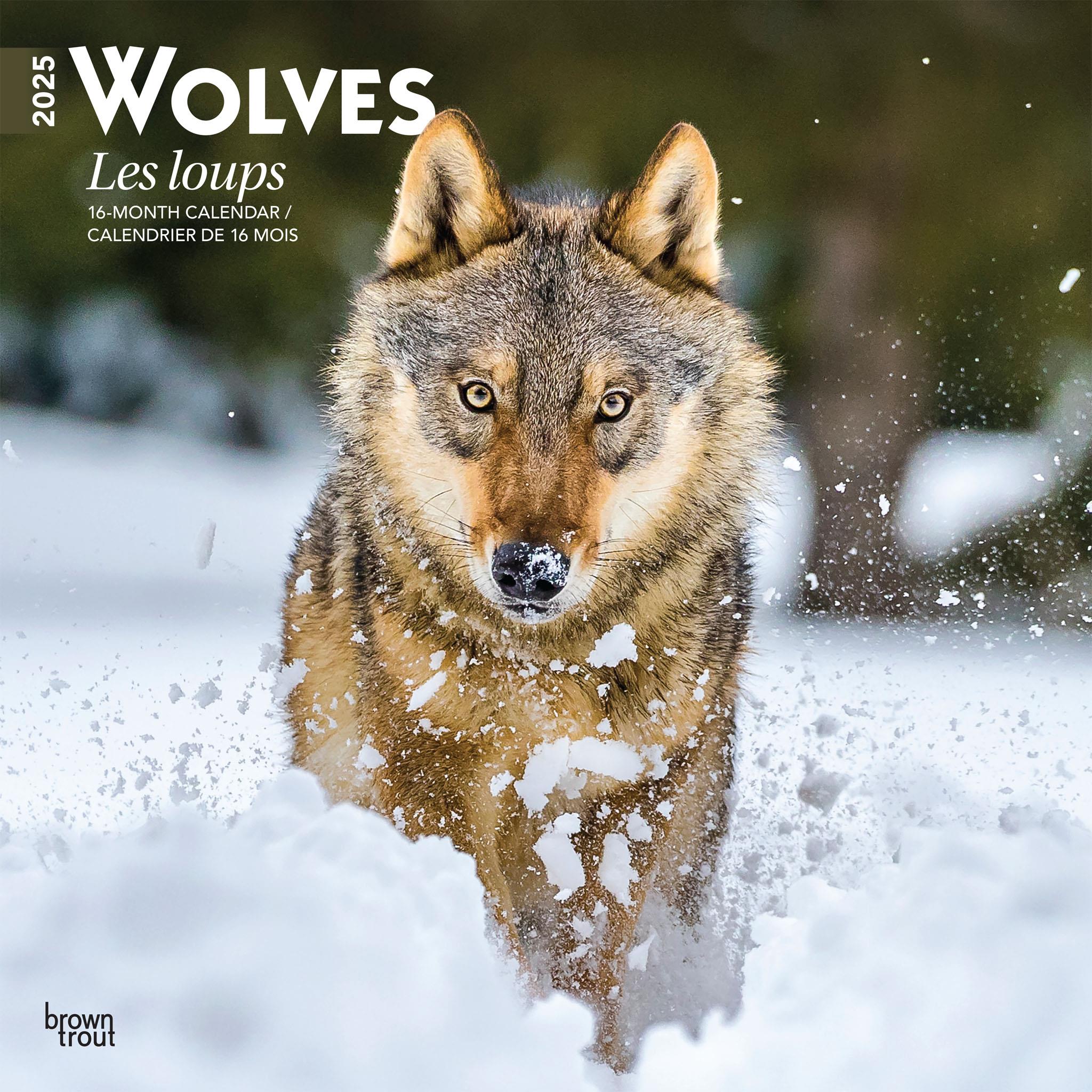 Wolves Les Loups Wall 2025 Calendar (French)