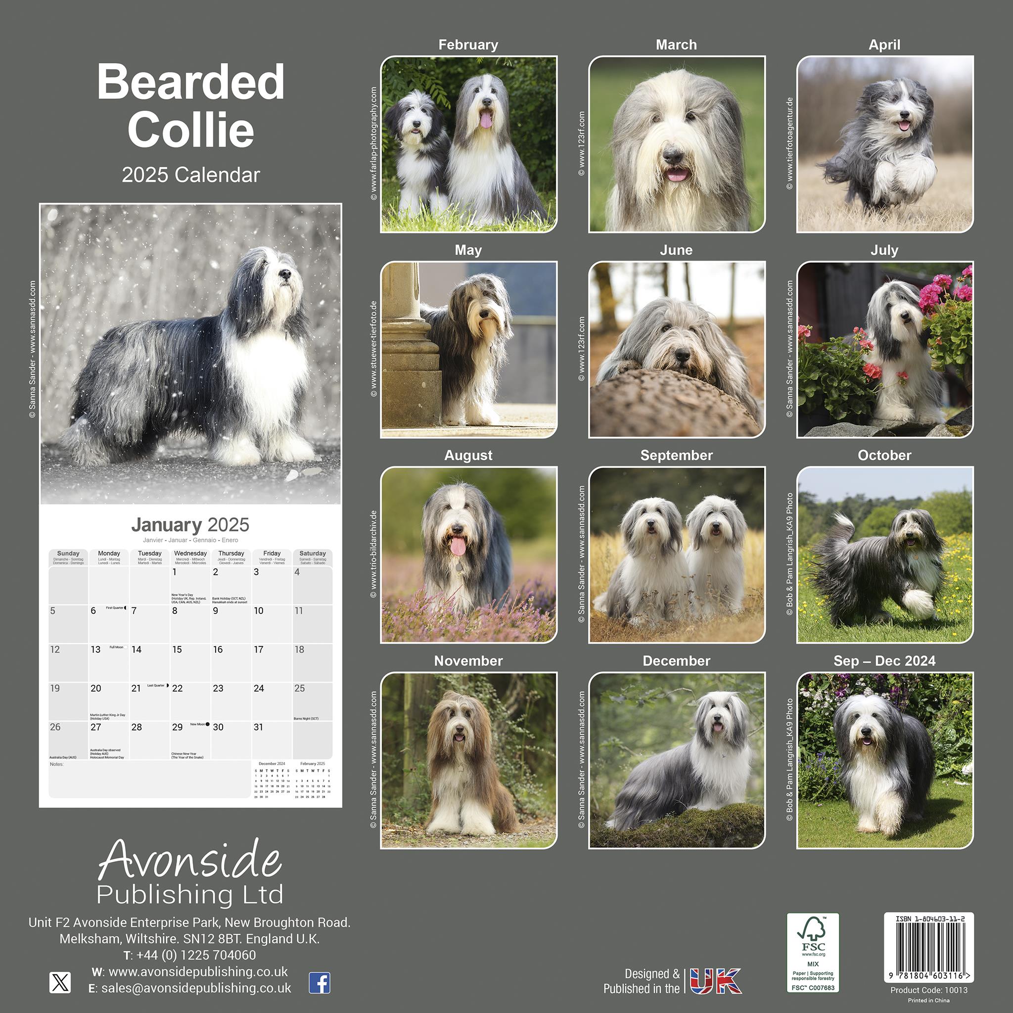 Bearded Collie Wall 2025 Calendar - Online Exclusive