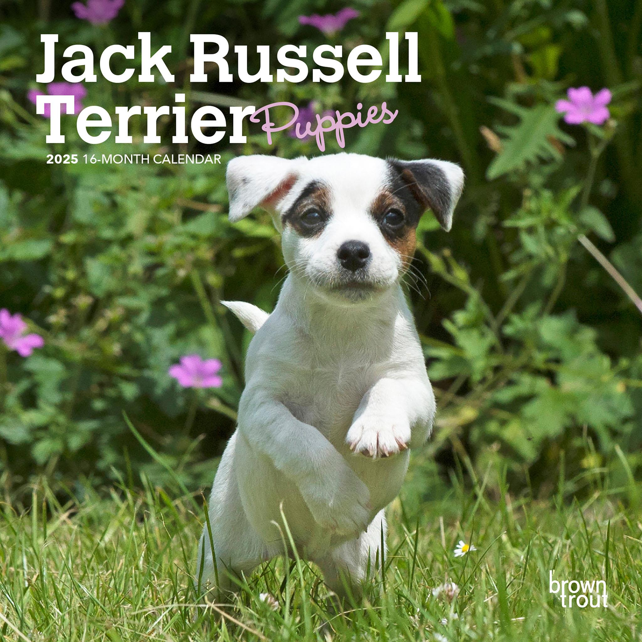 Jack Russell Terrier Puppies Mini 2025 Calendar - Online Exclusive