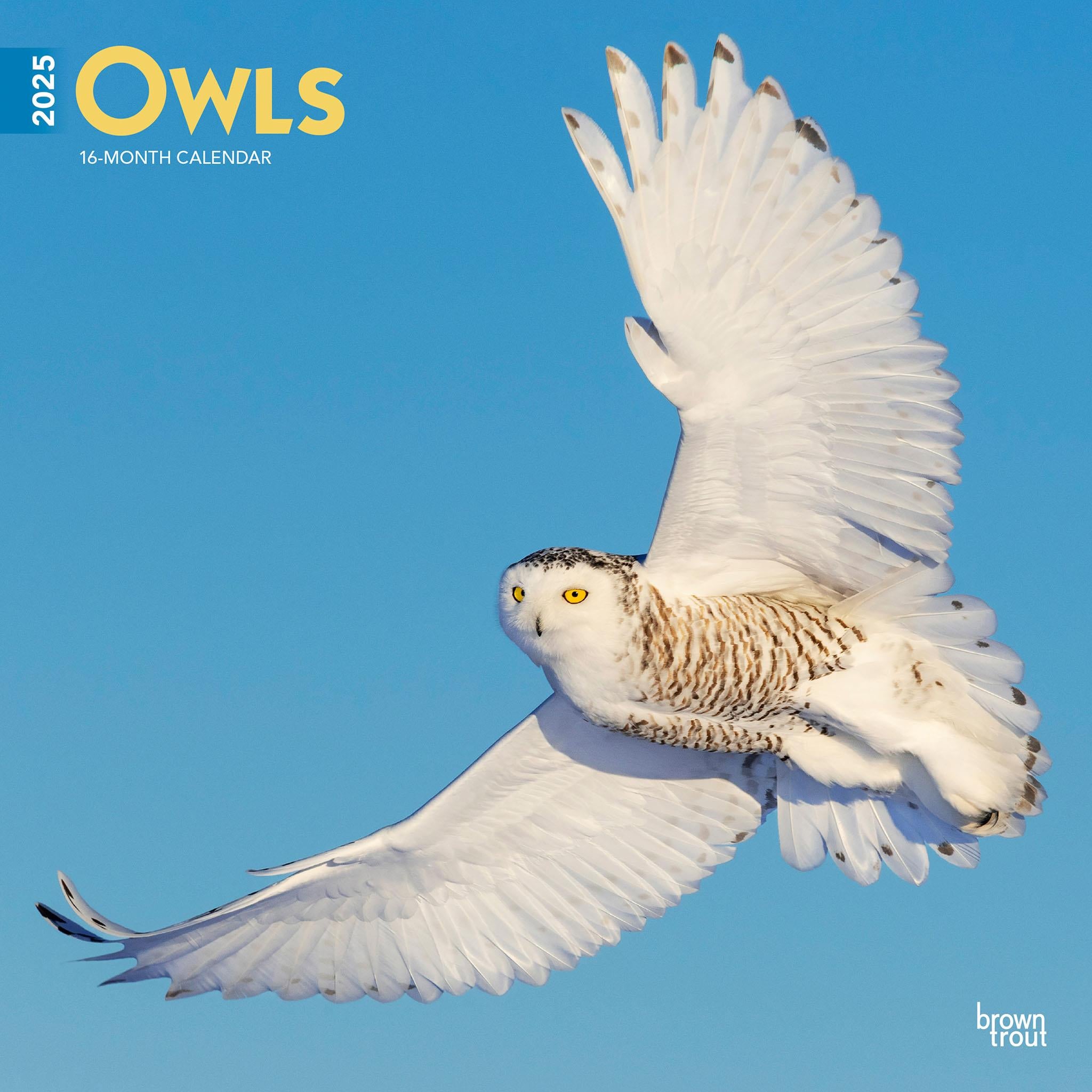 Owls Wall 2025 Calendar