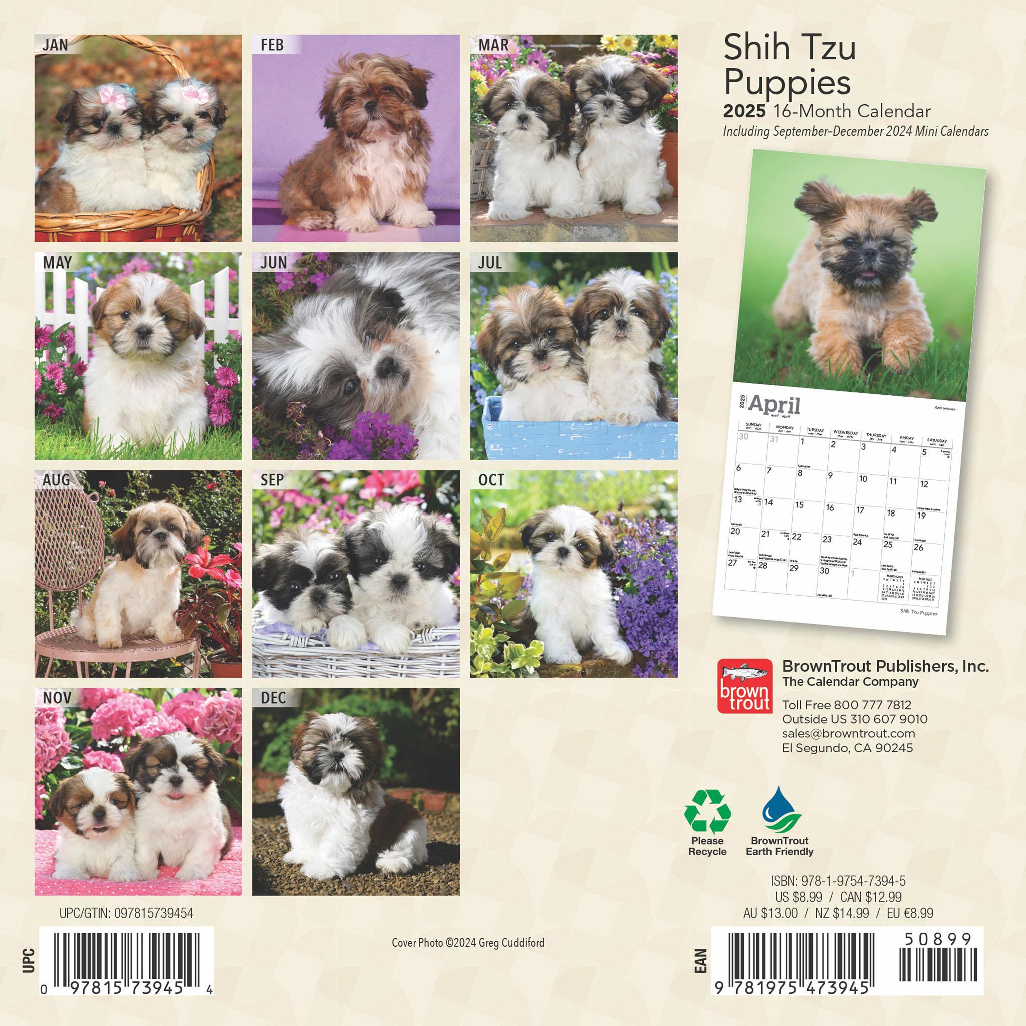 Shih Tzu Puppies Mini 2025 Calendar