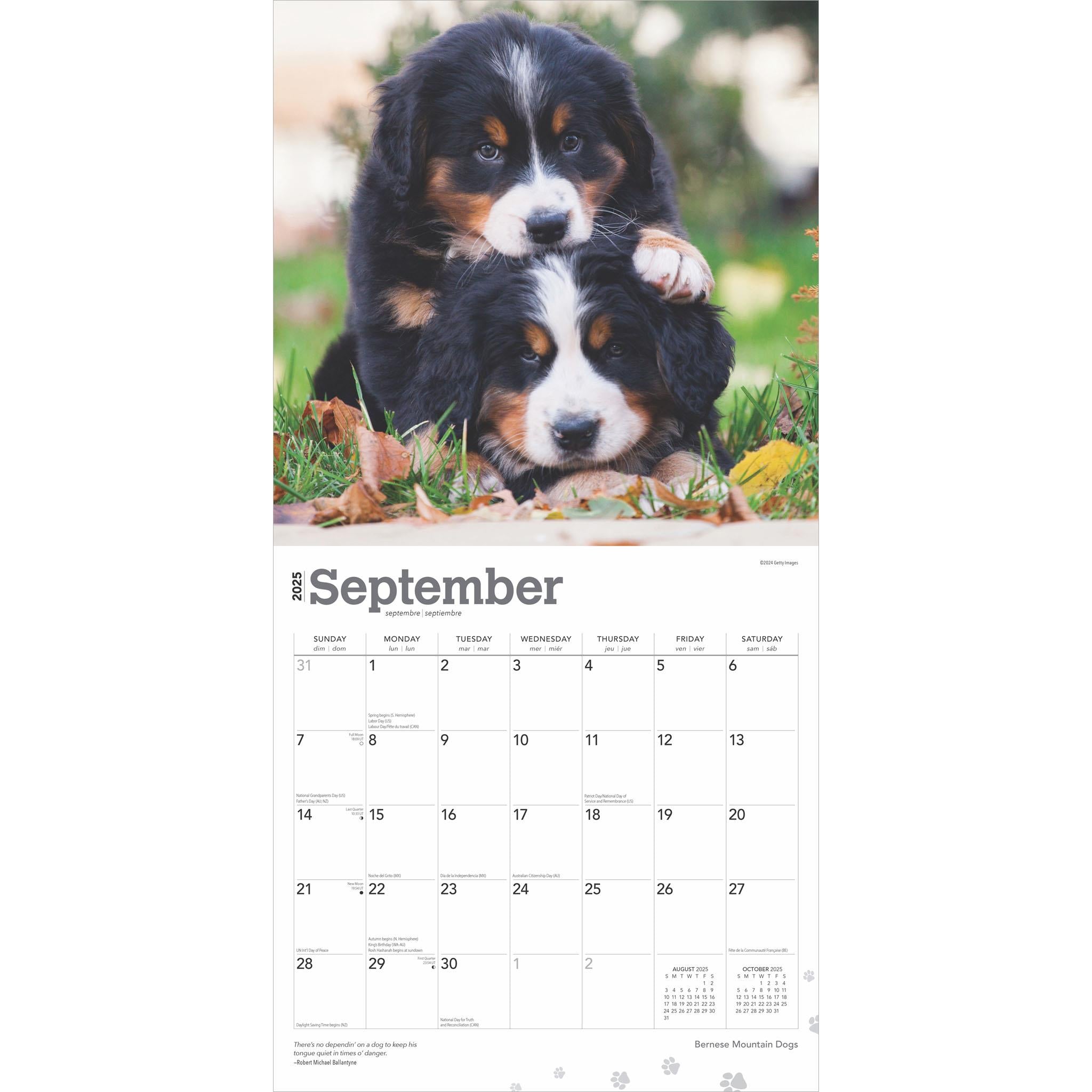 Bernese Mountain Dogs Wall 2025 Calendar