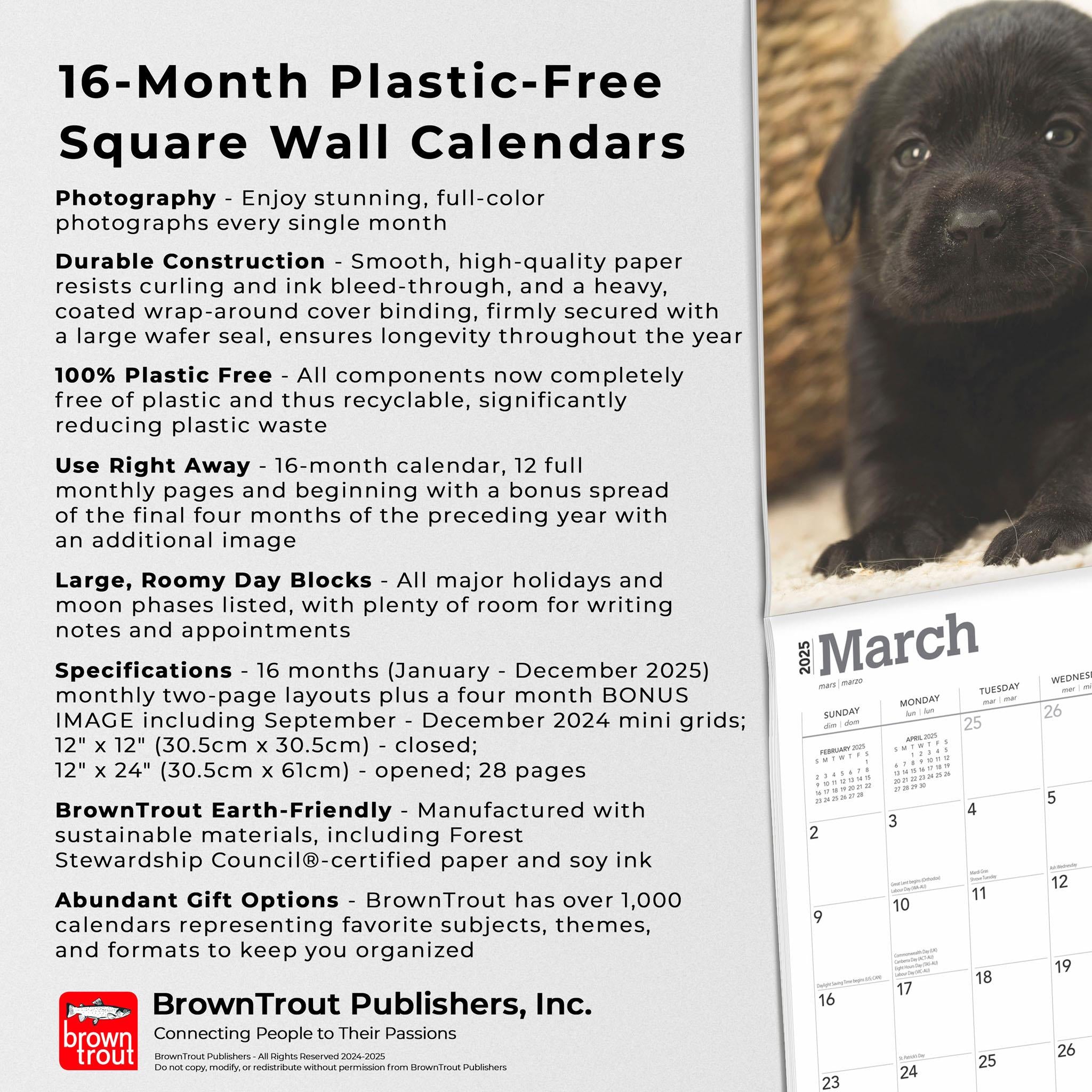 Lab Black Puppies Wall 2025 Calendar