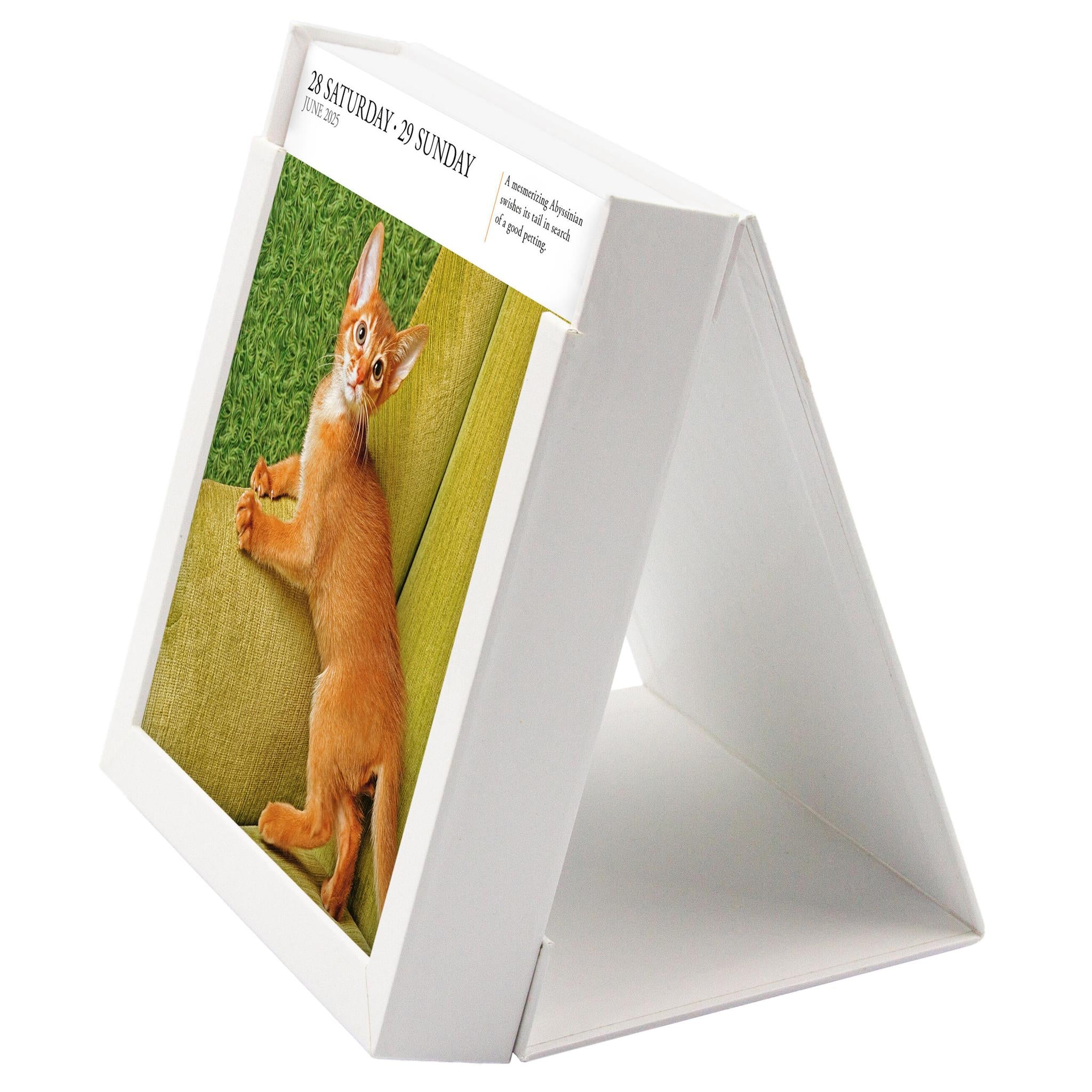 Cat Gallery Box 2025 Calendar