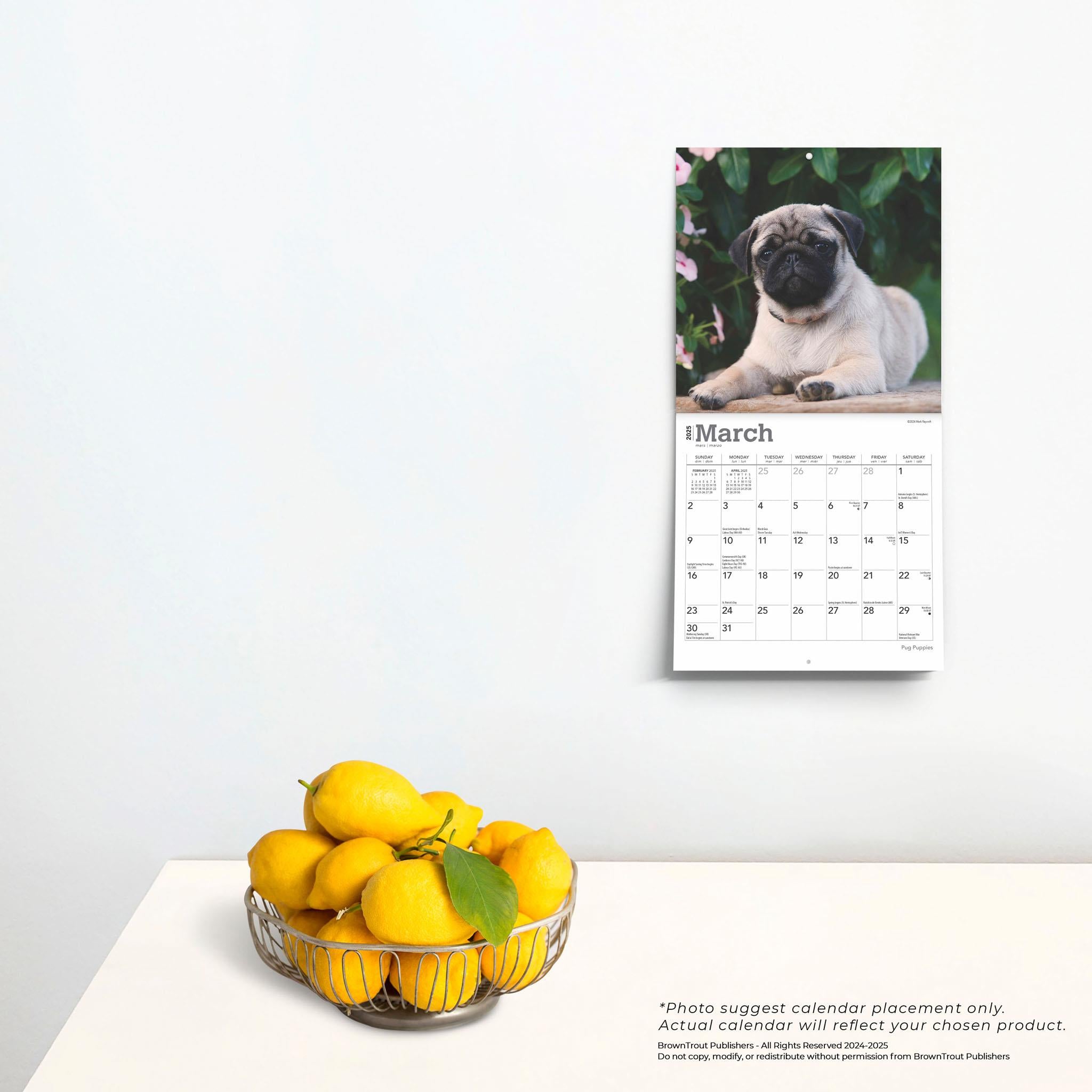 Pug Puppies Mini 2025 Calendar