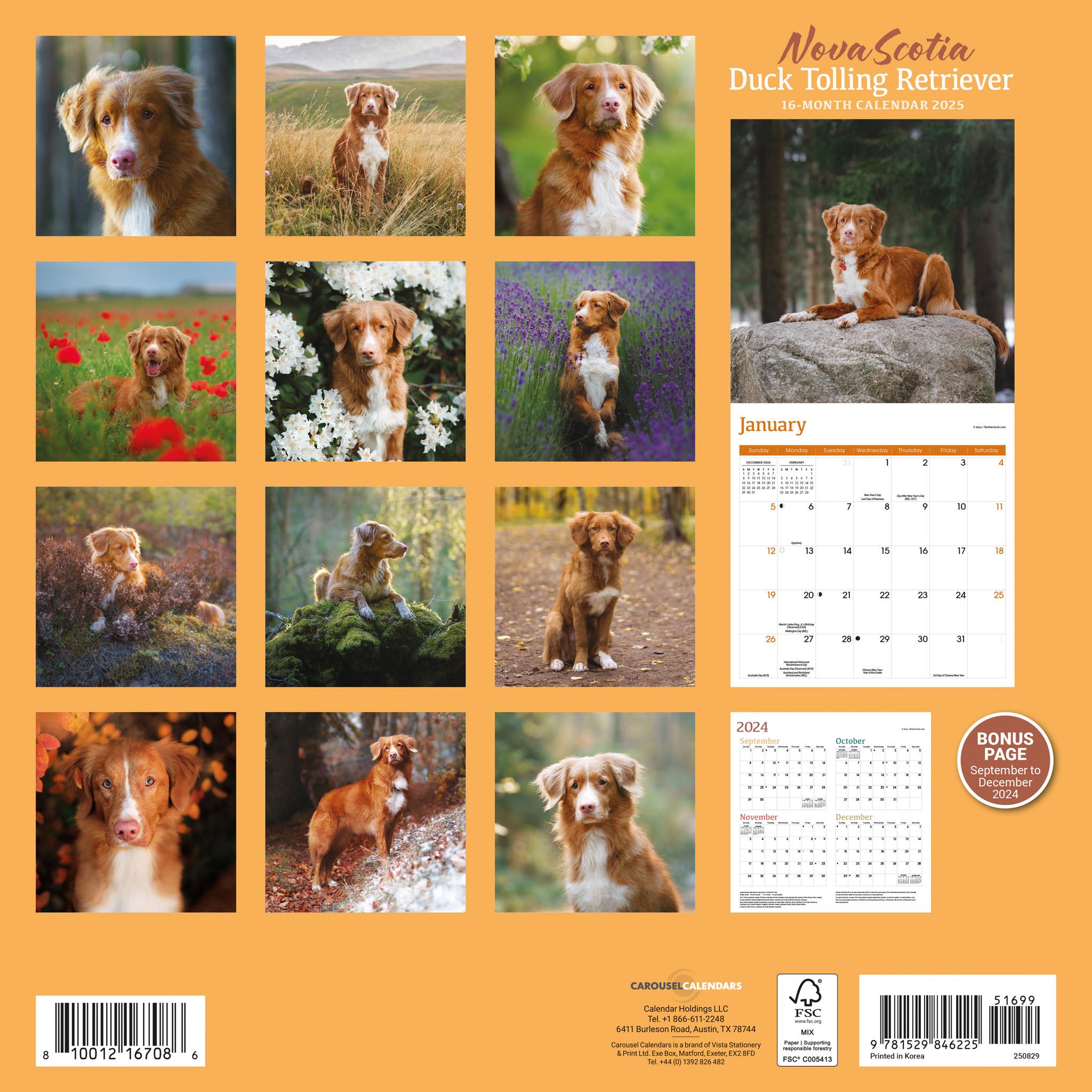 Nova Scotia Duck Tolling Retriever Wall 2025 Calendar