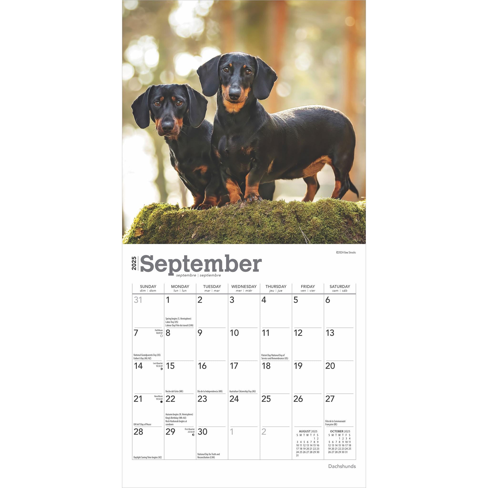 Dachshunds Mini 2025 Calendar - Online Exclusive