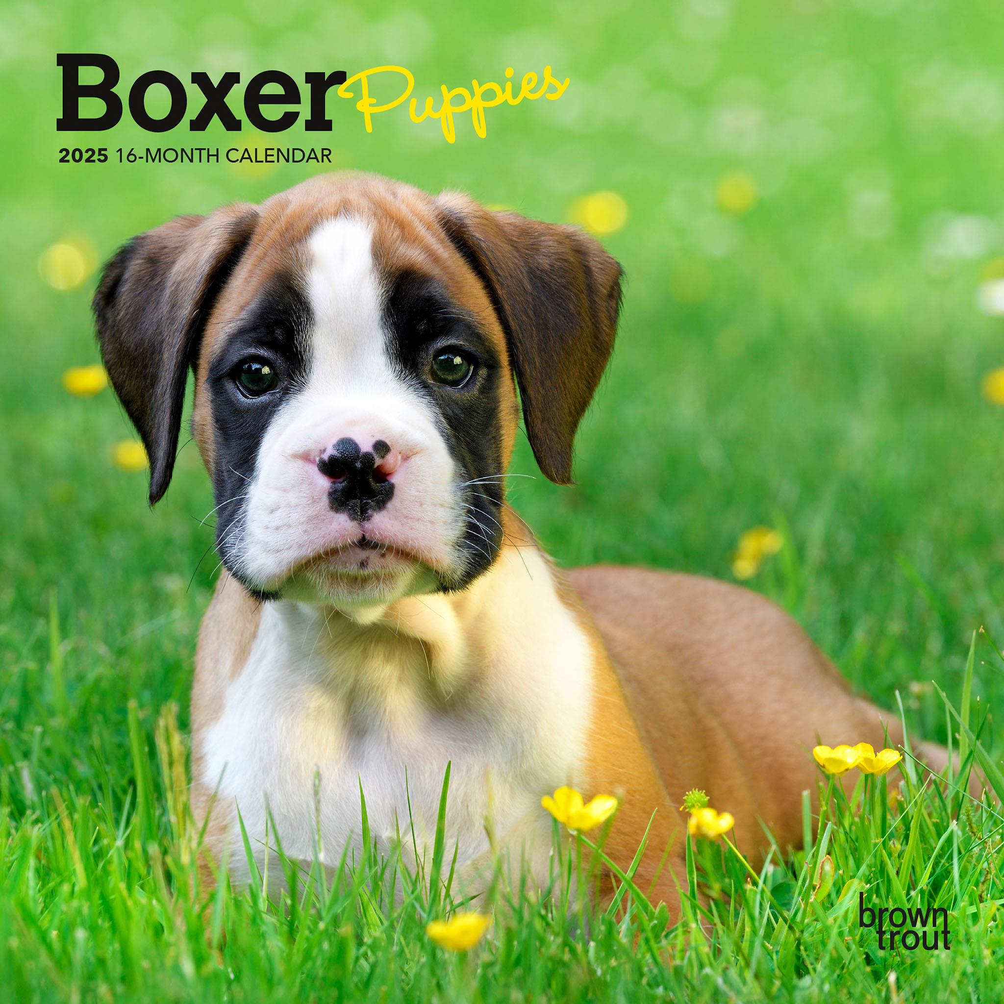 Boxer Puppies Mini 2025 Calendar