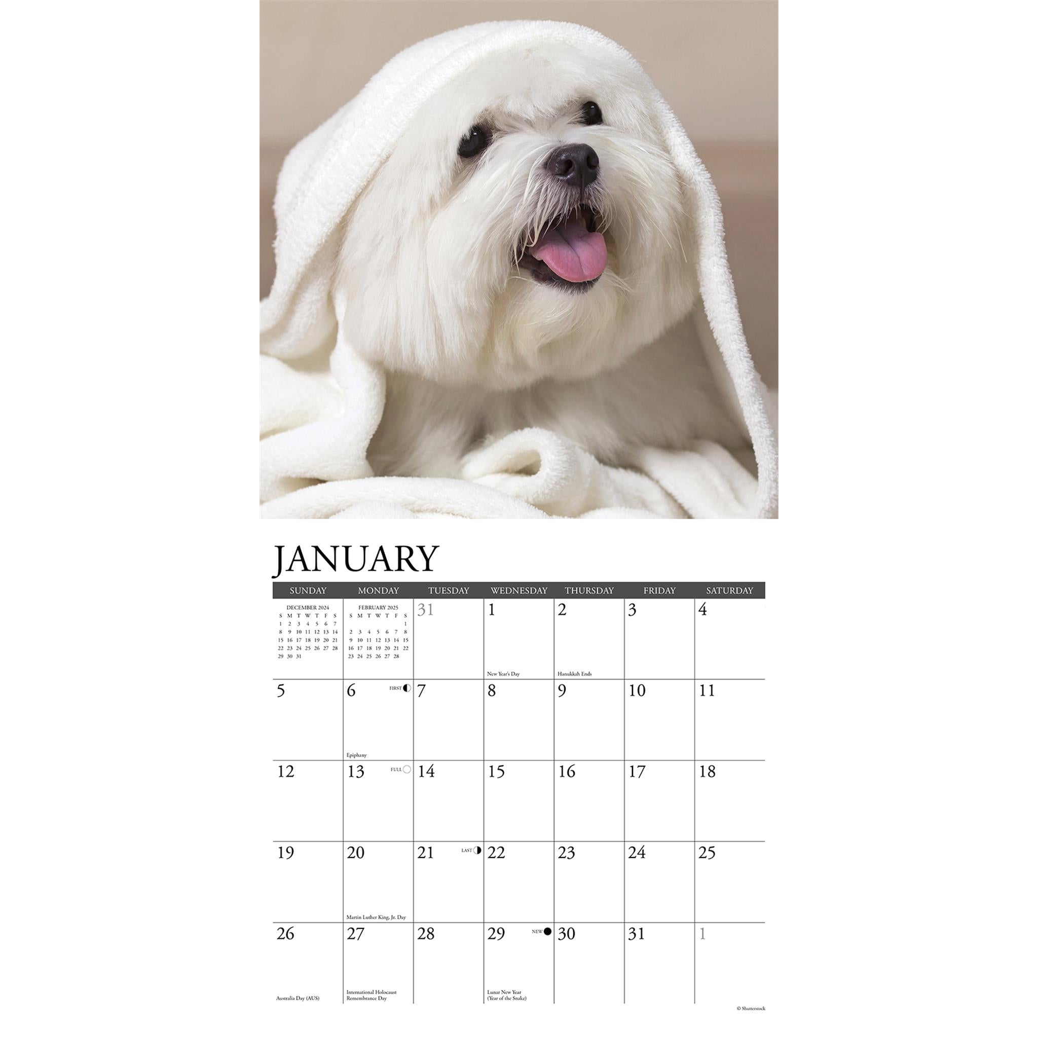 Just Maltese Wall 2025 Calendar