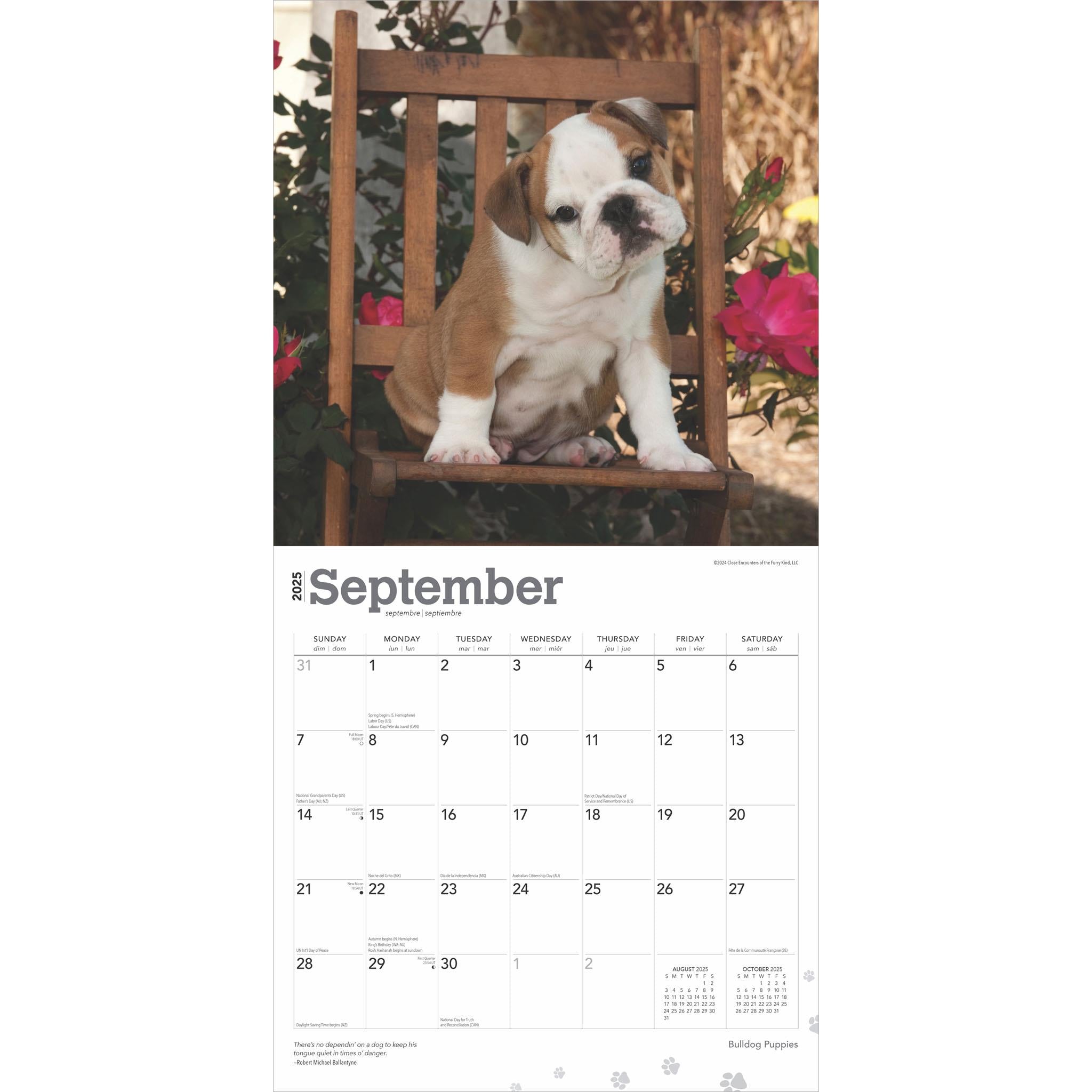 Bulldog Puppies Wall 2025 Calendar - Online Exclusive