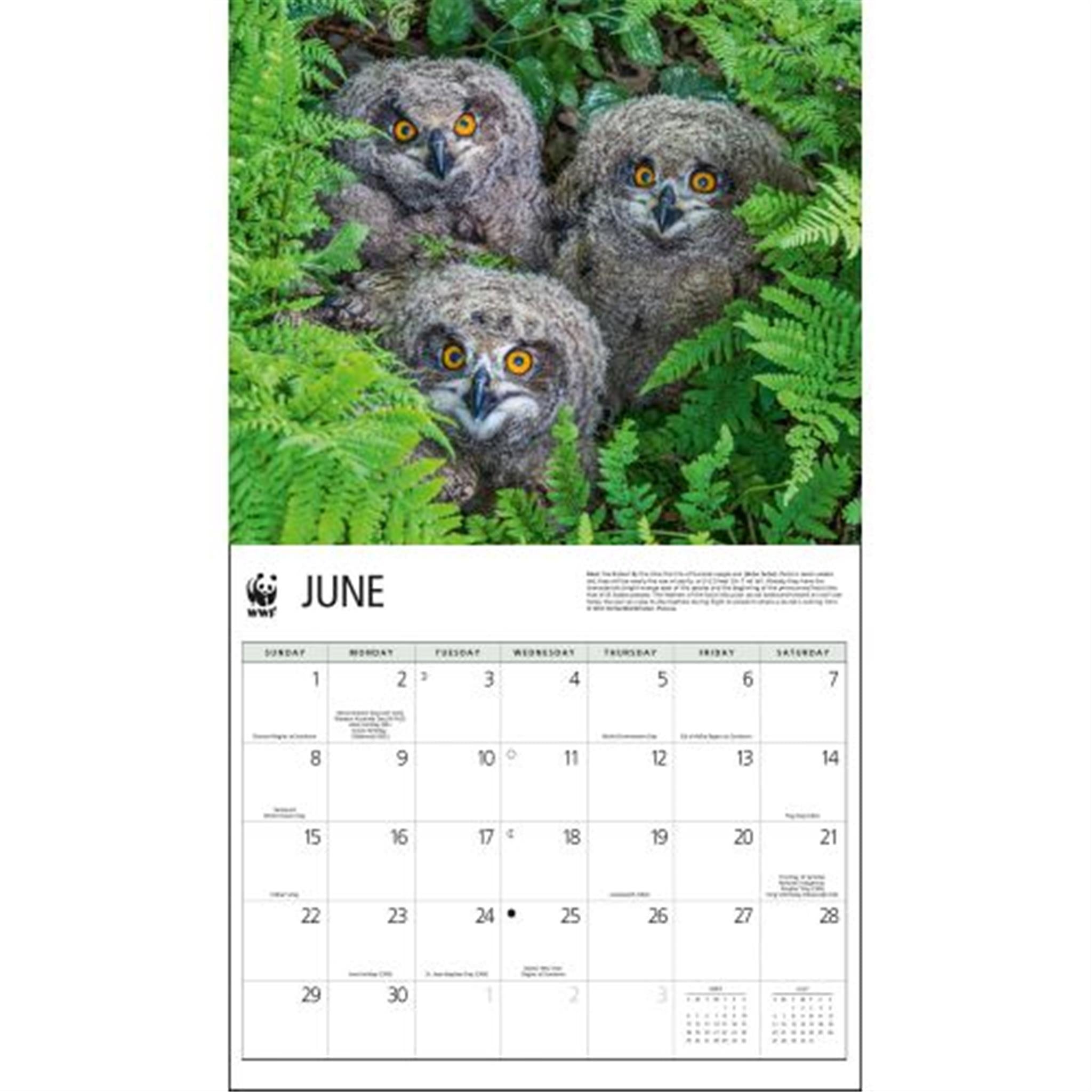 Owls World Wildlife Fund Wall 2025 Calendar