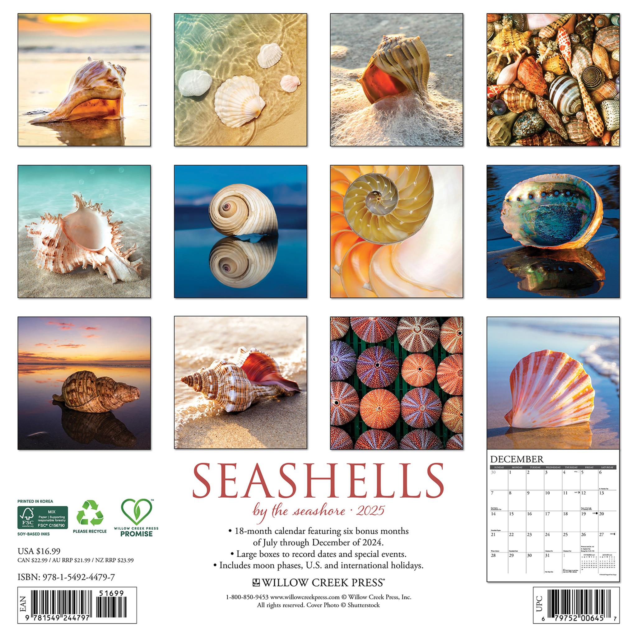 Seashells Wall 2025 Calendar - Online Exclusive