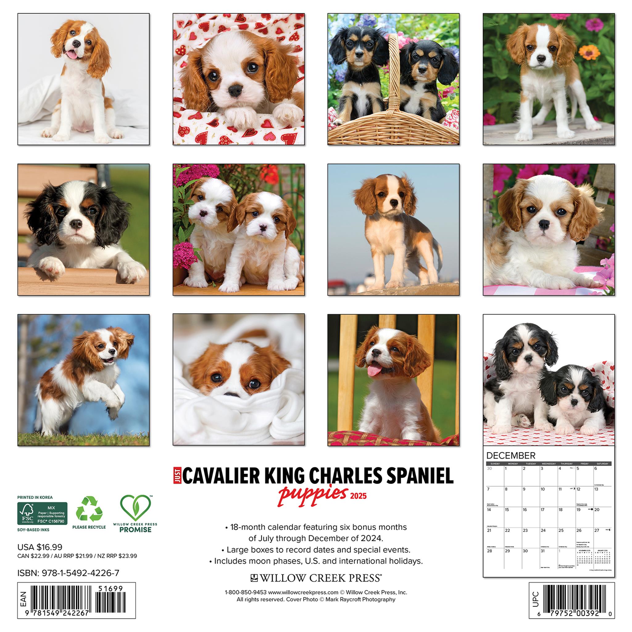 Just Cavalier King Charles Spaniel Puppies Wall 2025 Calendar - Online Exclusive