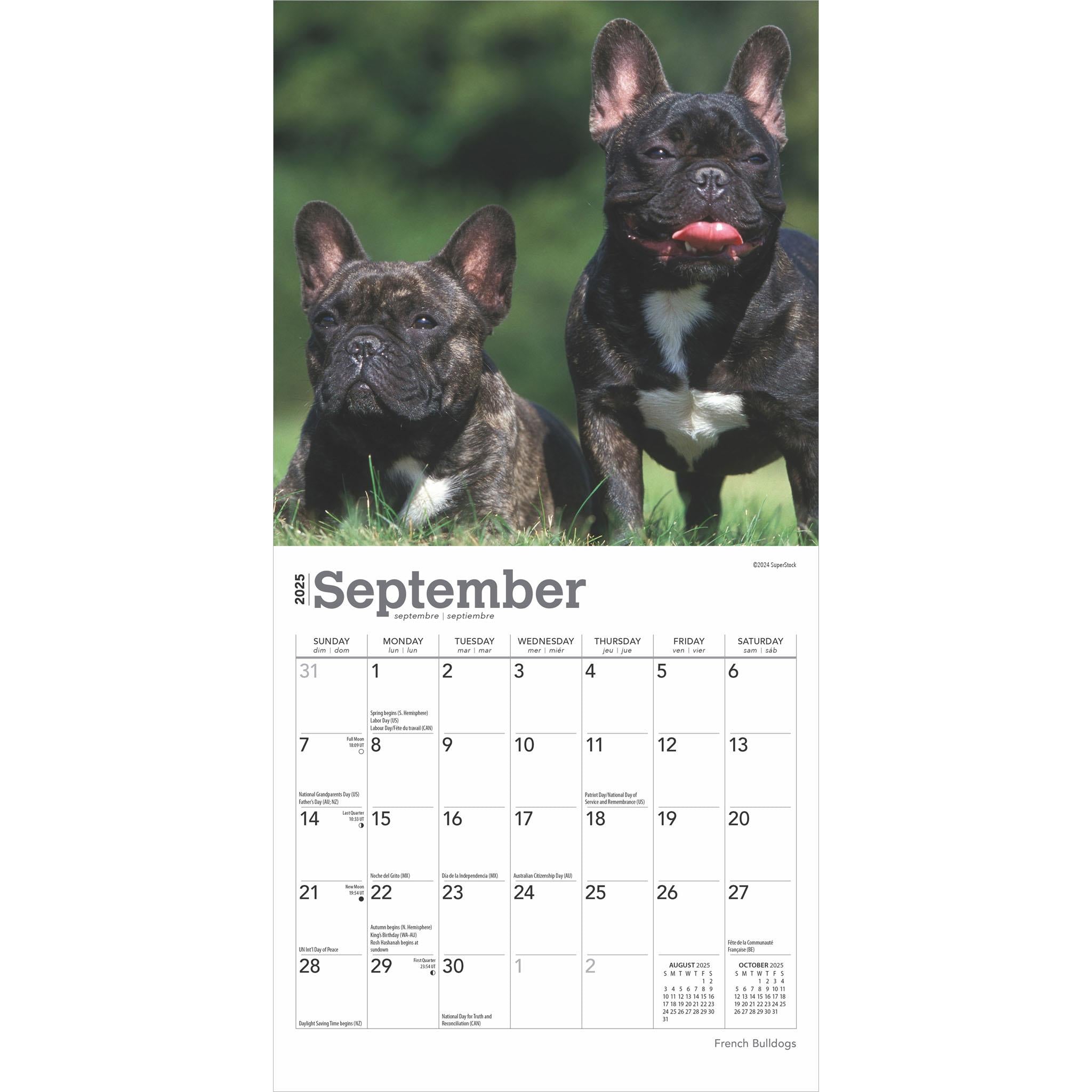 French Bulldogs Mini 2025 Calendar - Online Exclusive