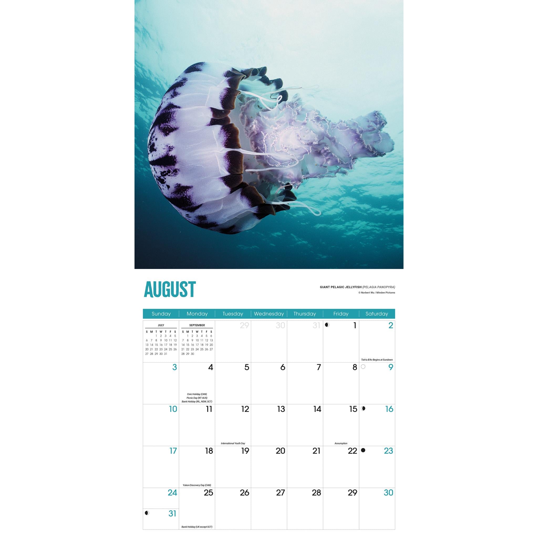 Jellyfish Wall 2025 Calendar