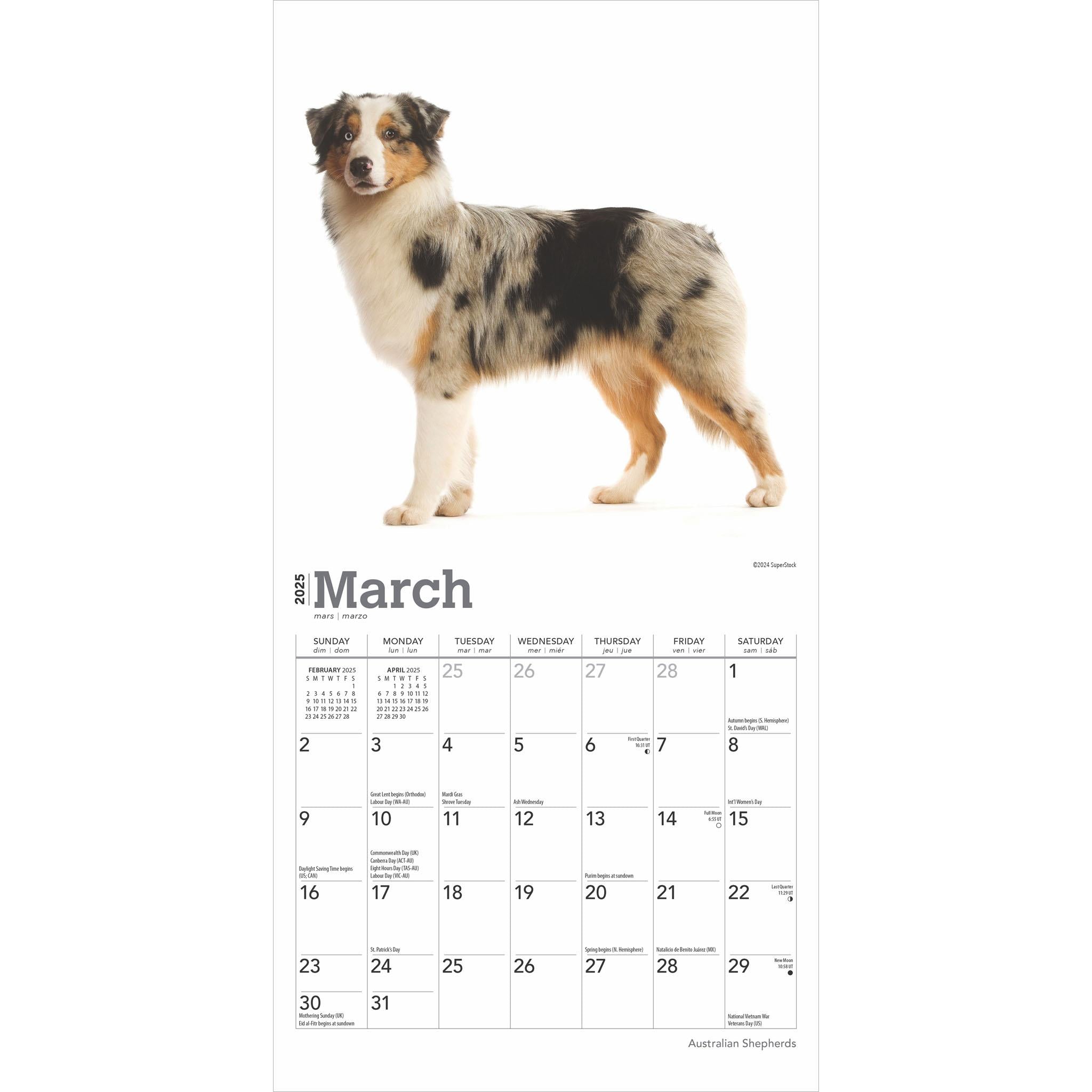 Australian Shepherds Mini 2025 Calendar - Online Exclusive