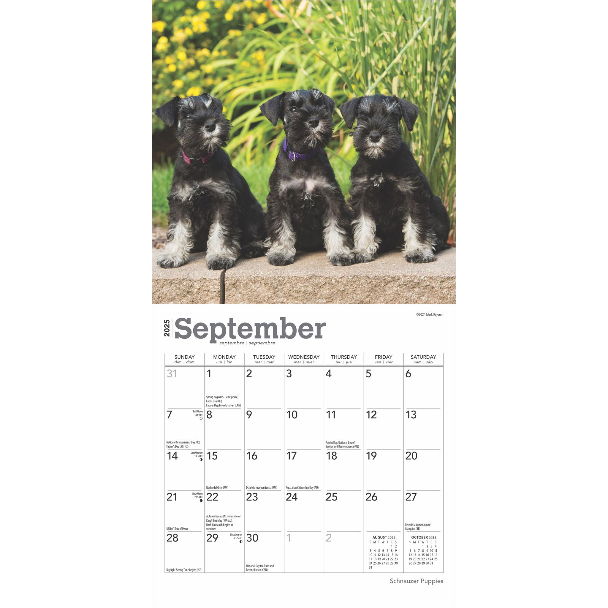 Schnauzer Puppies Mini 2025 Calendar