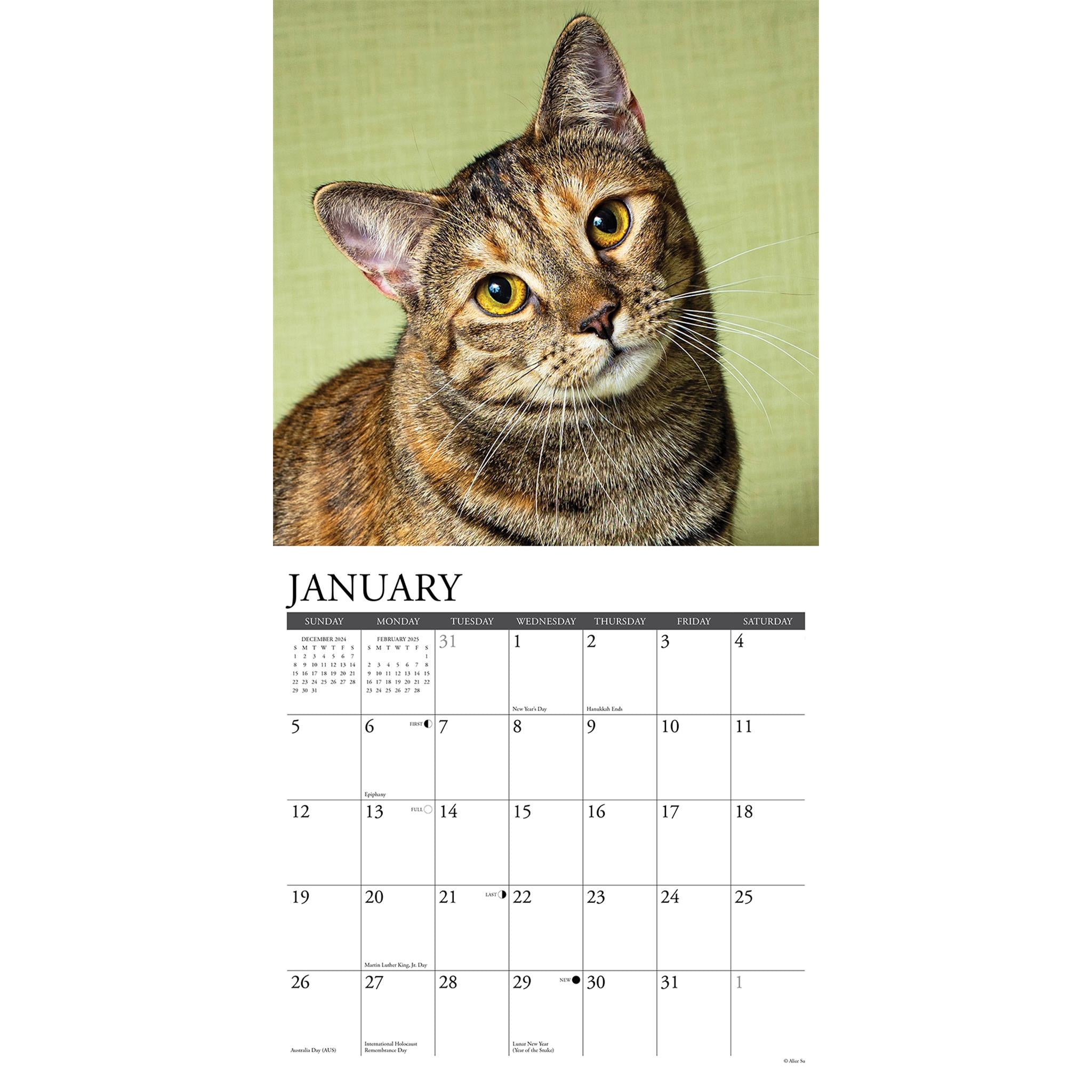 Just Tabby Cats Wall 2025 Calendar - Online Exclusive