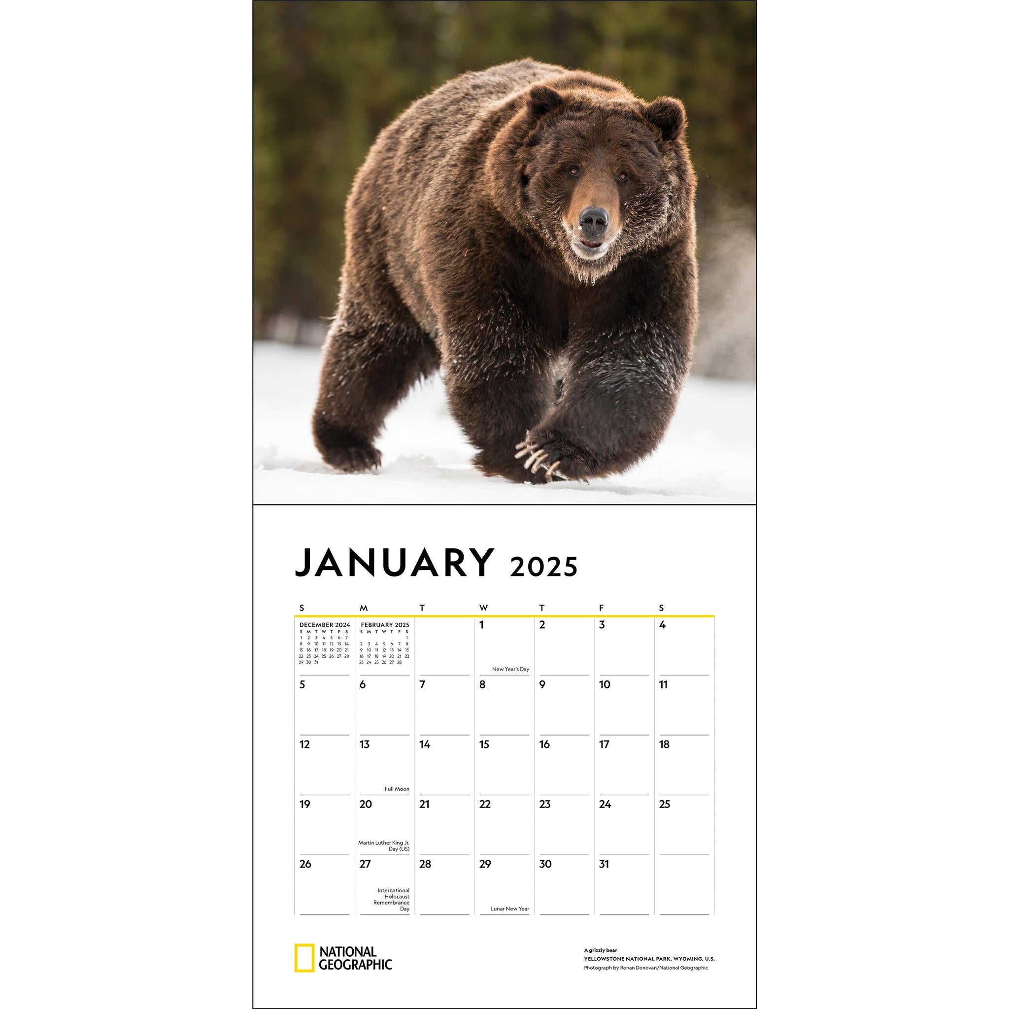 Apex Predators National Geographic Wall 2025 Calendar - Online Exclusive