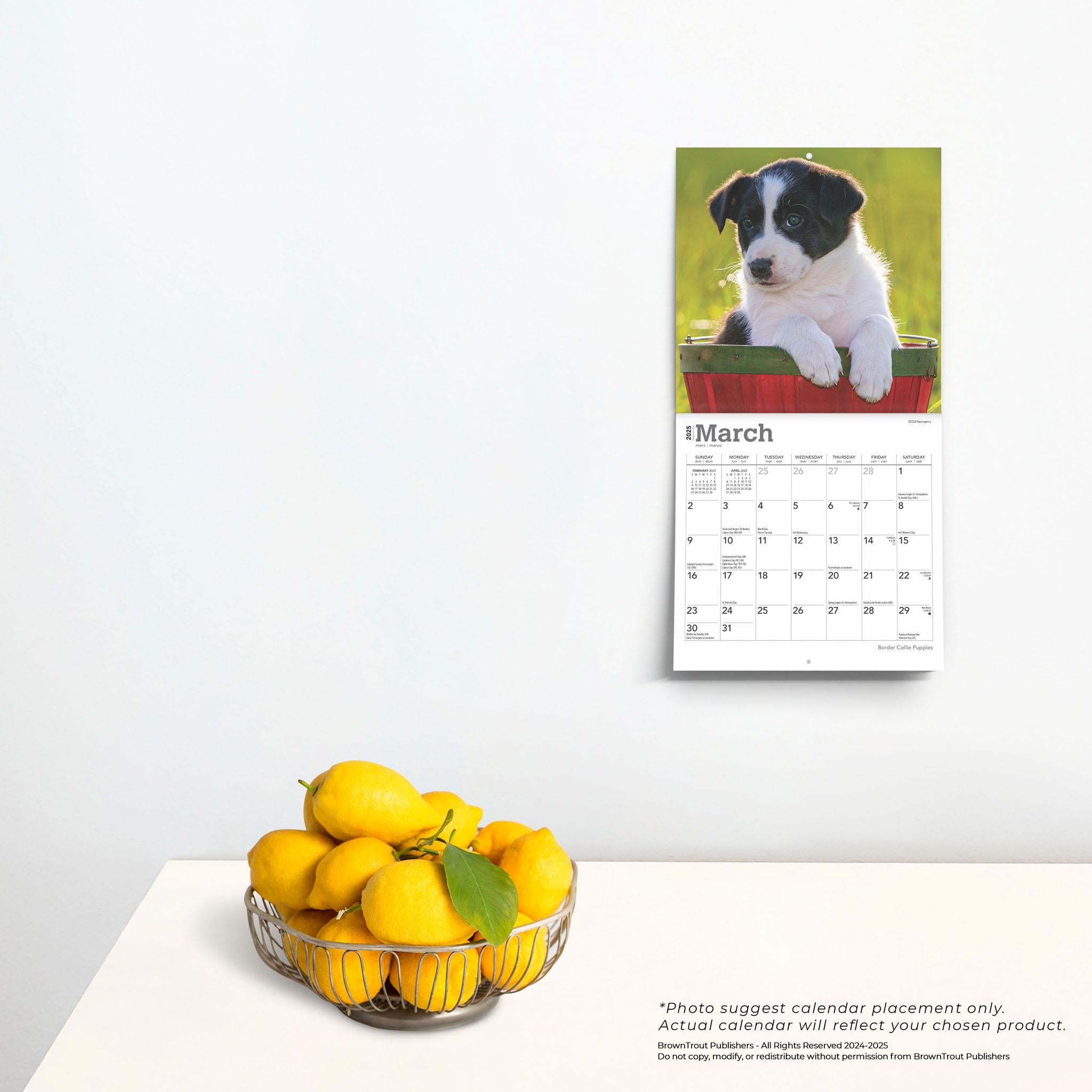 Border Collie Puppies Mini 2025 Calendar